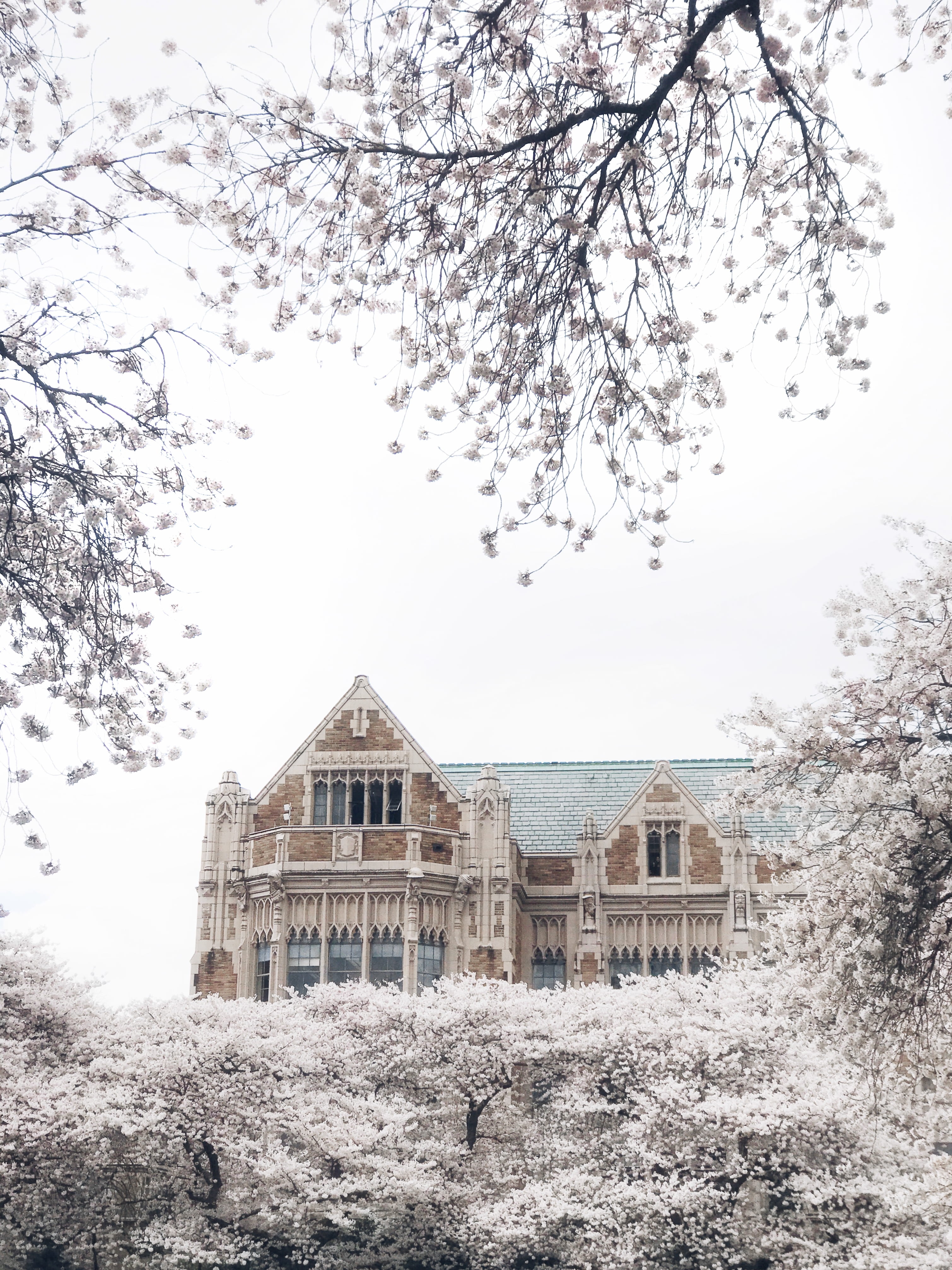 trees, mansion, gothic architecture, spring, built structure, gray, branch, teal, university of washington, no people, seattle, field, land, surrounded, Phone HD Wallpaper