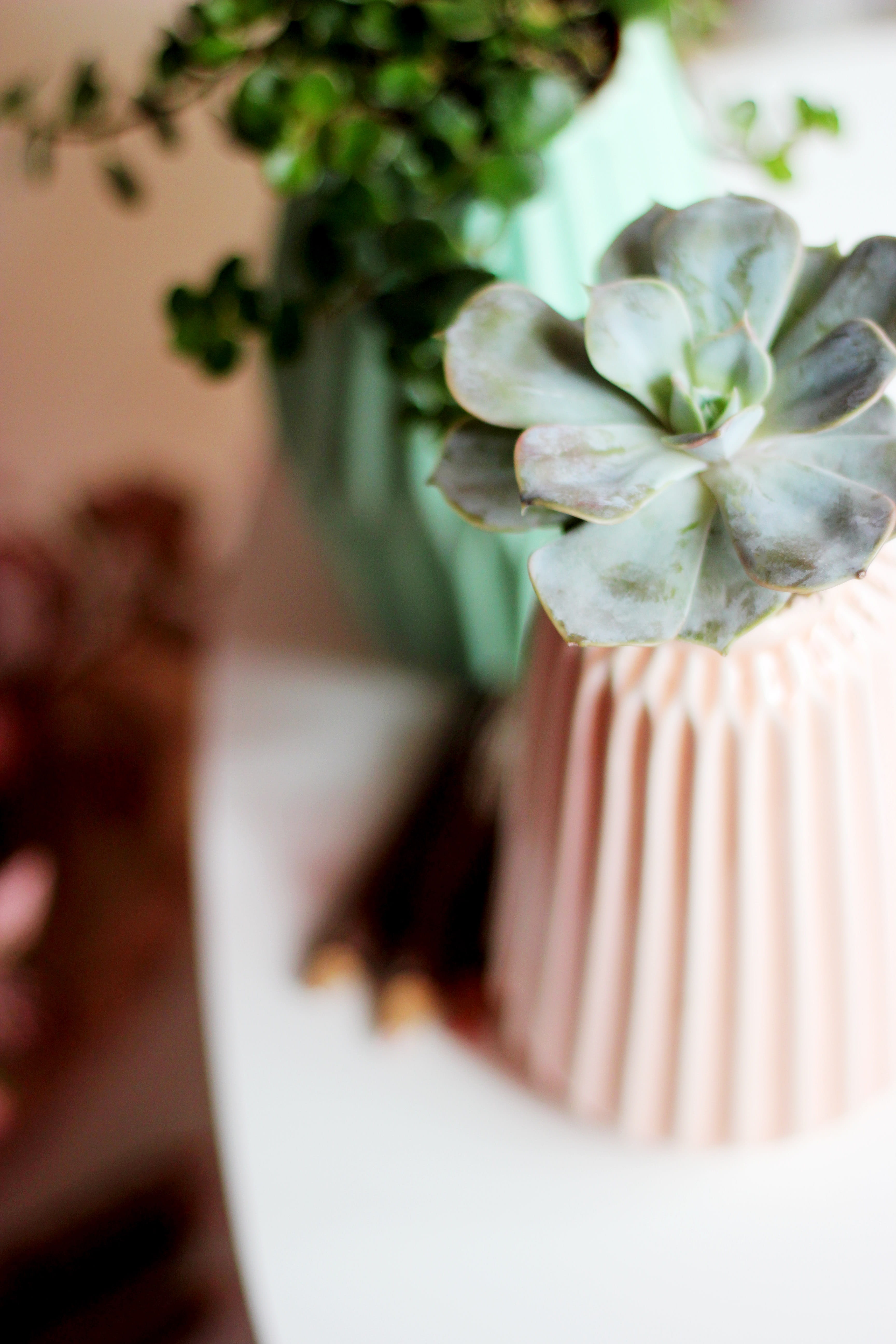 no people, indoor, house, inflorescence, photography, food and drink, interior, white, green, flower head, nature, succulent, vase, growth, indoors, stripe, Phone HD Wallpaper