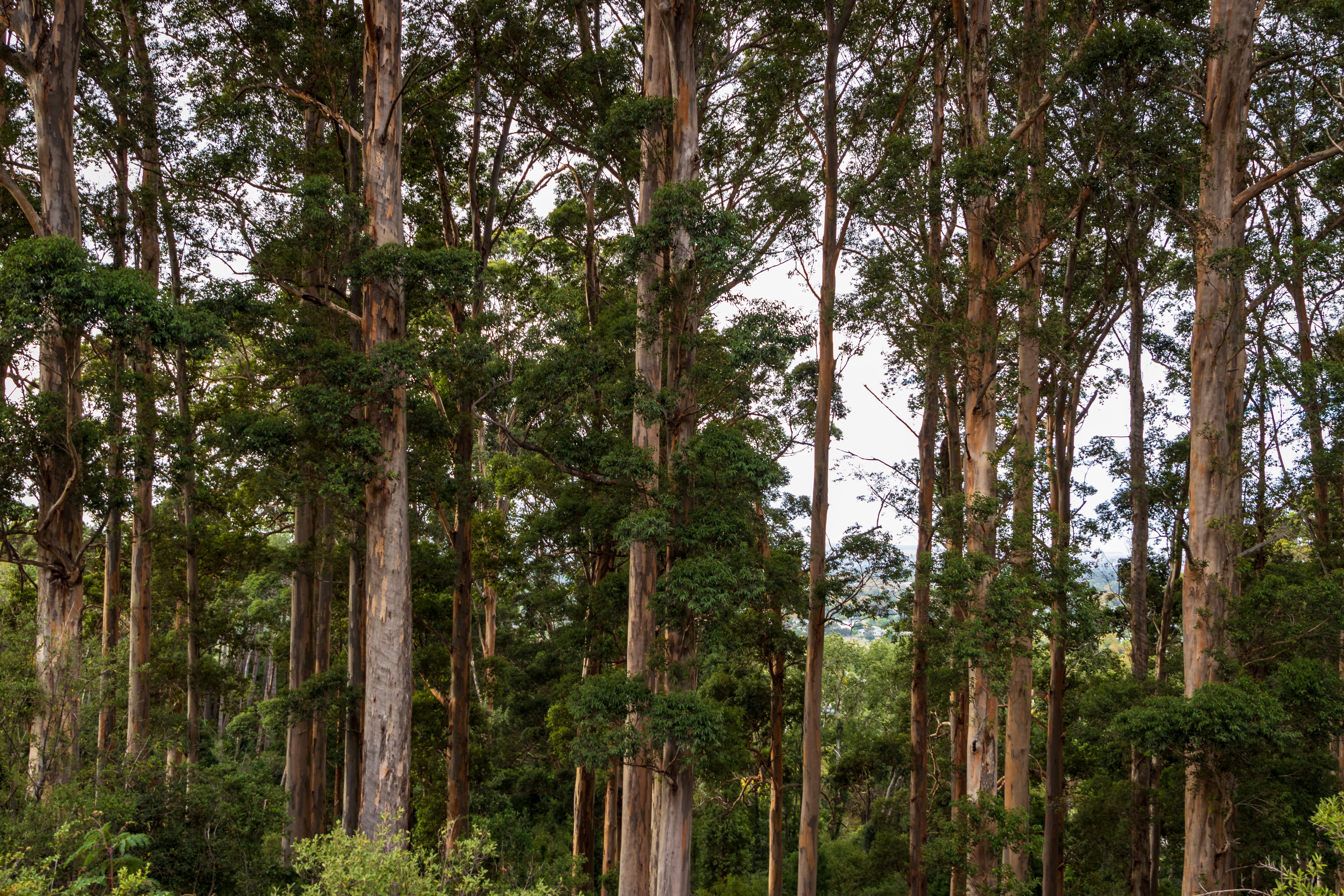 forest, green color, tranquility, redwood, abies, arbour, tall - high, beauty in nature, jungle, 5K, tree, city, bamboo - plant, growth, building, scenics - nature, HD Wallpaper