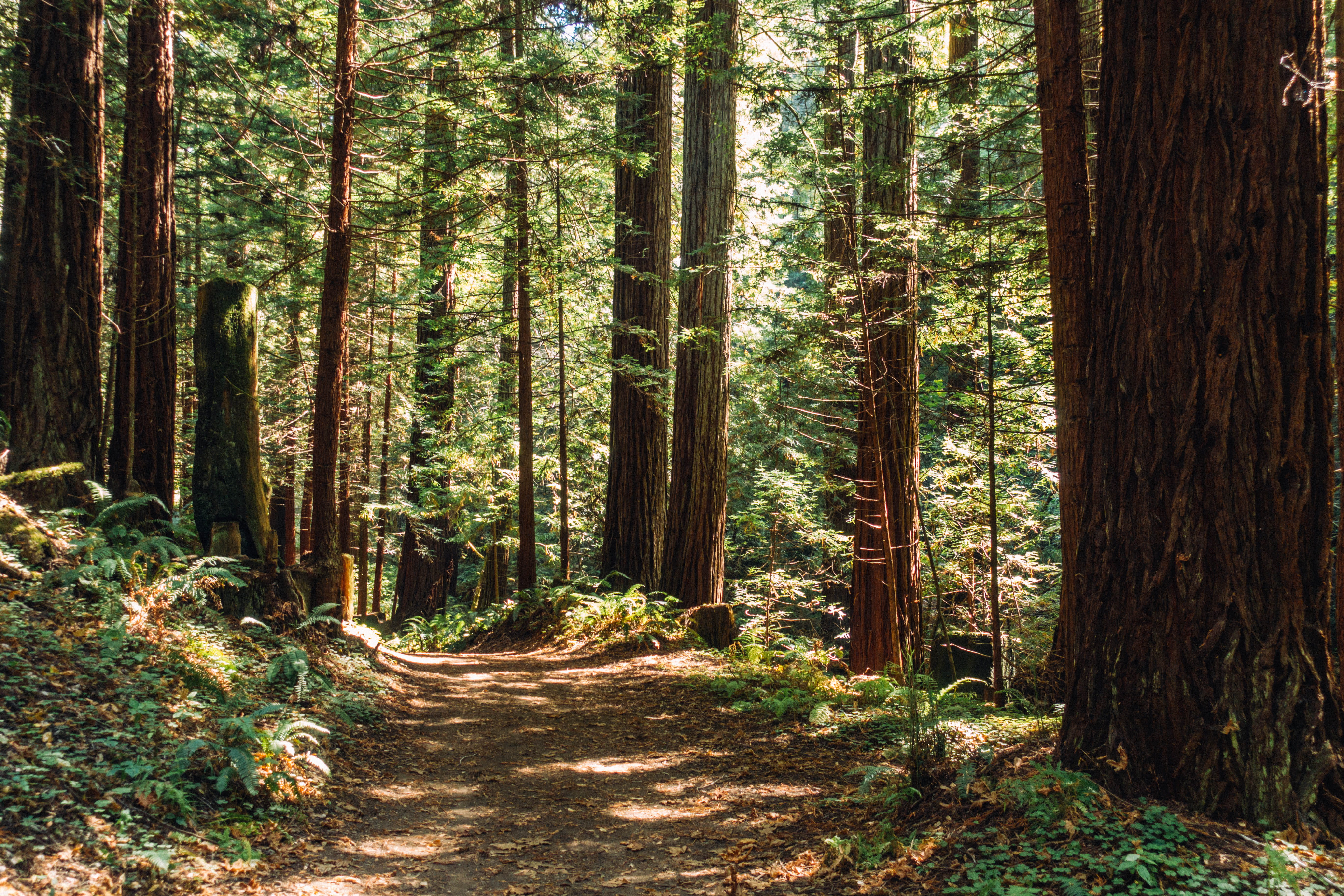 scenics - nature, forest, preserve, tree, growth, california, america, outdoors, the way forward, day, half moon bay, plant, beauty in nature, trees, sunlight, HD Wallpaper