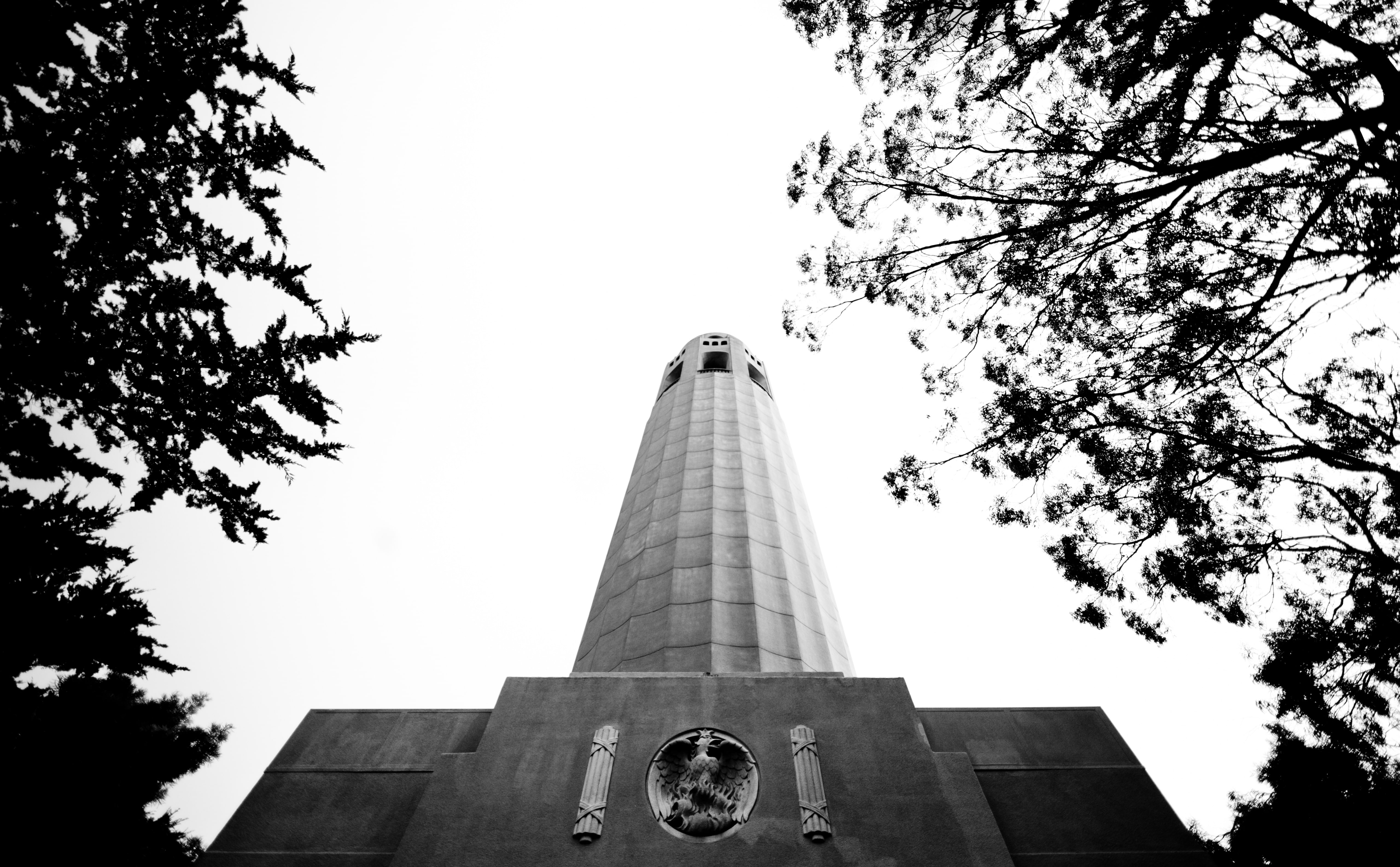 District, low angle view, tree, built structure, nature, concrete, sky, architecture, tall - high, clear sky, waking, united states, day, North Beach, grayscale, HD Wallpaper