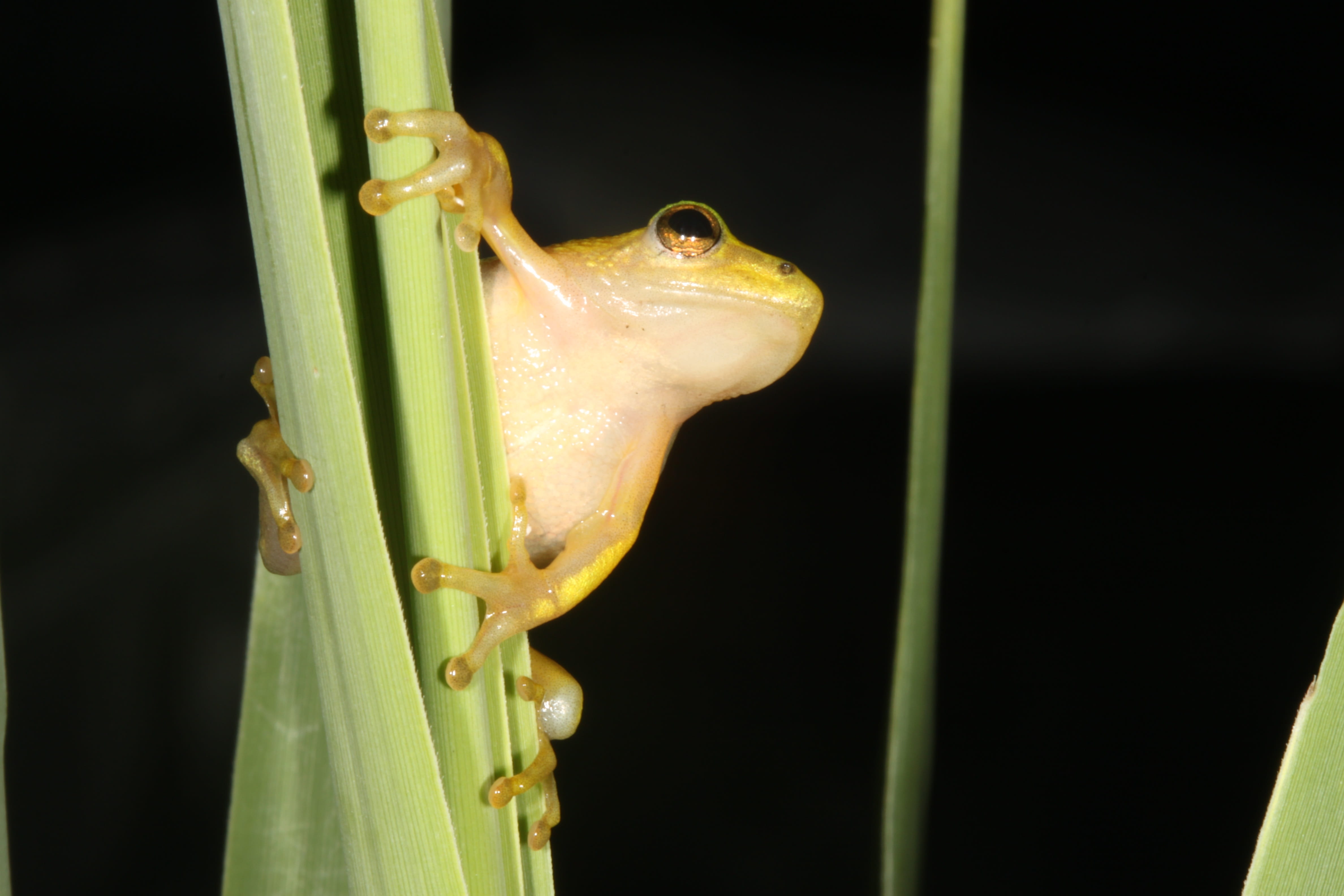 plant, one animal, green color, black background, close-up, lizard, durban, hyperolid, studio shot, animal, animal themes, animal wildlife, no people, animal eye, HD Wallpaper