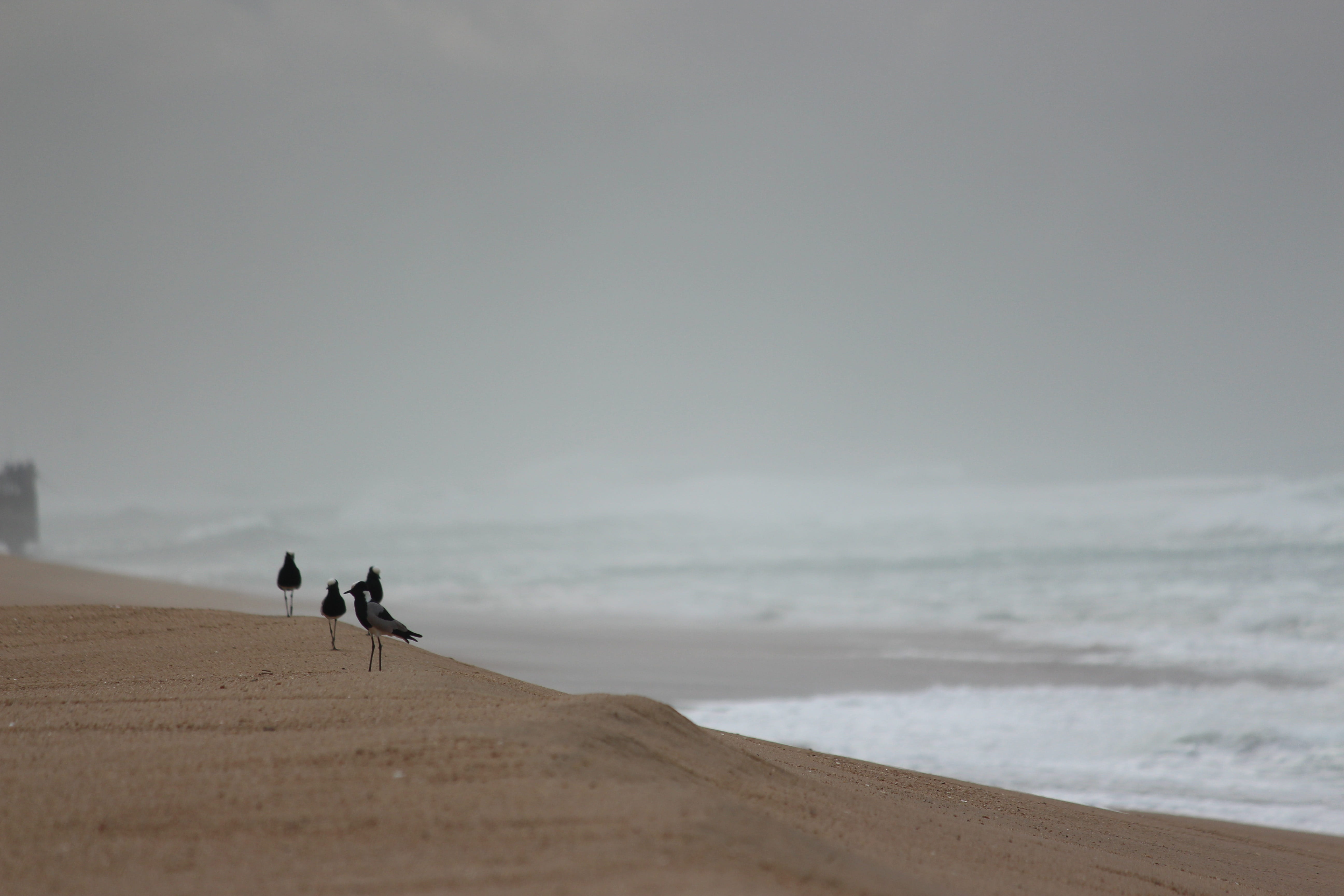 horizon, sky, durban, birds, beauty in nature, motion, leisure activity, two people, sand, real people, men, walking, tranquil scene, beach, water, people, HD Wallpaper