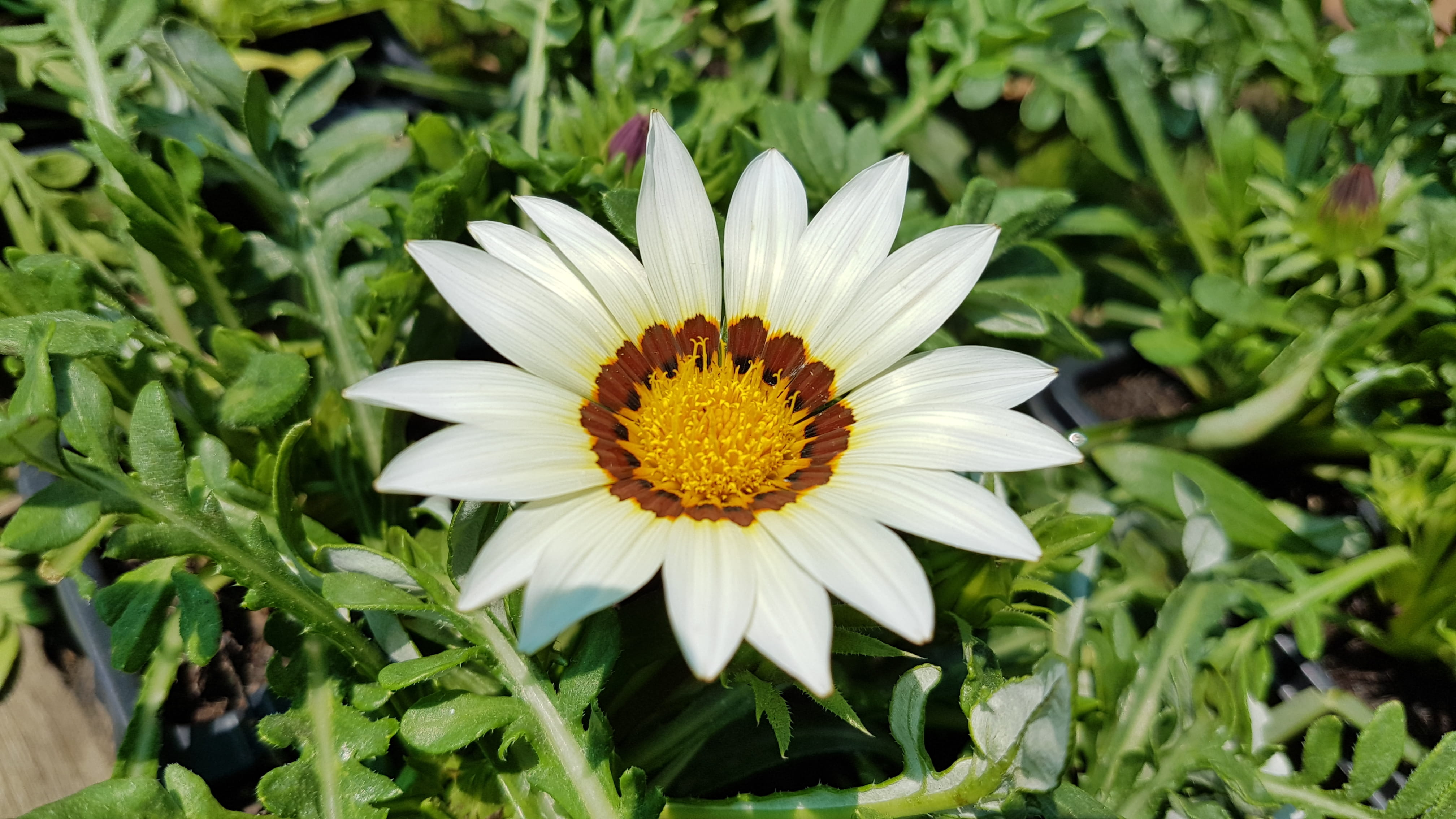 close-up, durban, 4K, day, focus on foreground, plant, nature, white color, beauty in nature, outdoors, floral, daisies, flower head, bloom, petal, fragility, HD Wallpaper