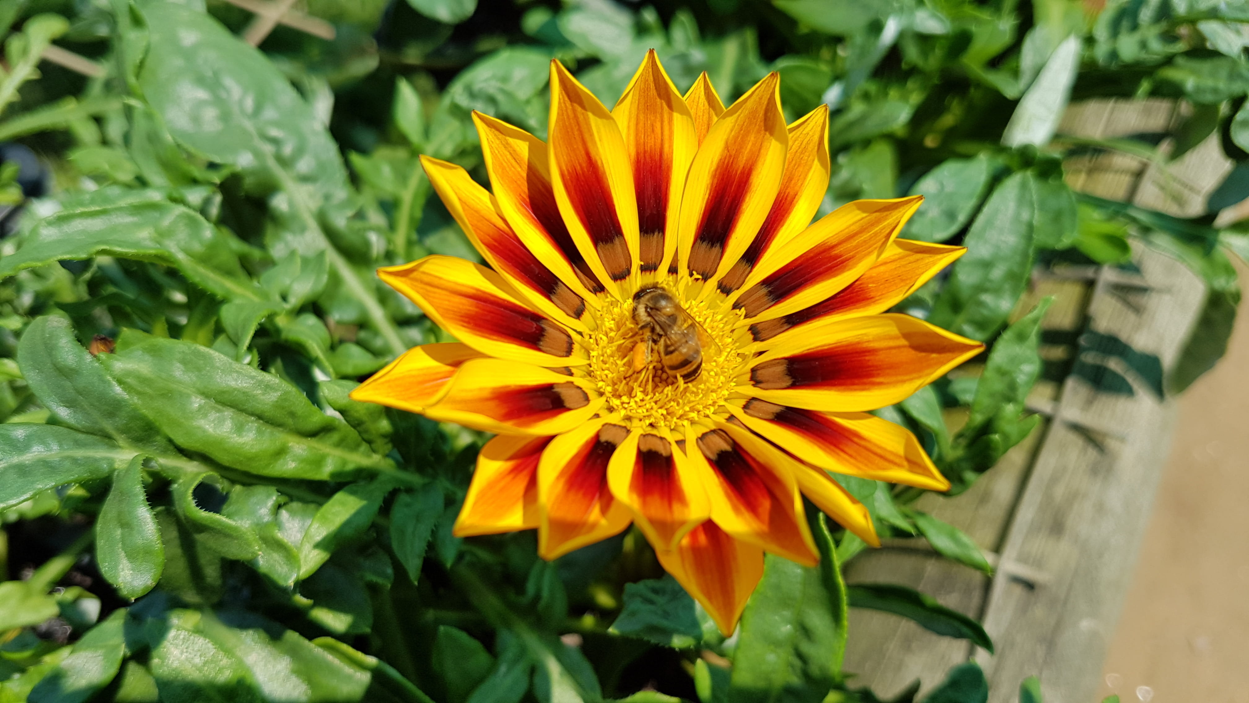 treasure flower, vulnerability, focus on foreground, leaf, orange, beauty in nature, inflorescence, freshness, gazania, flower, bloom, pollination, south africa, HD Wallpaper