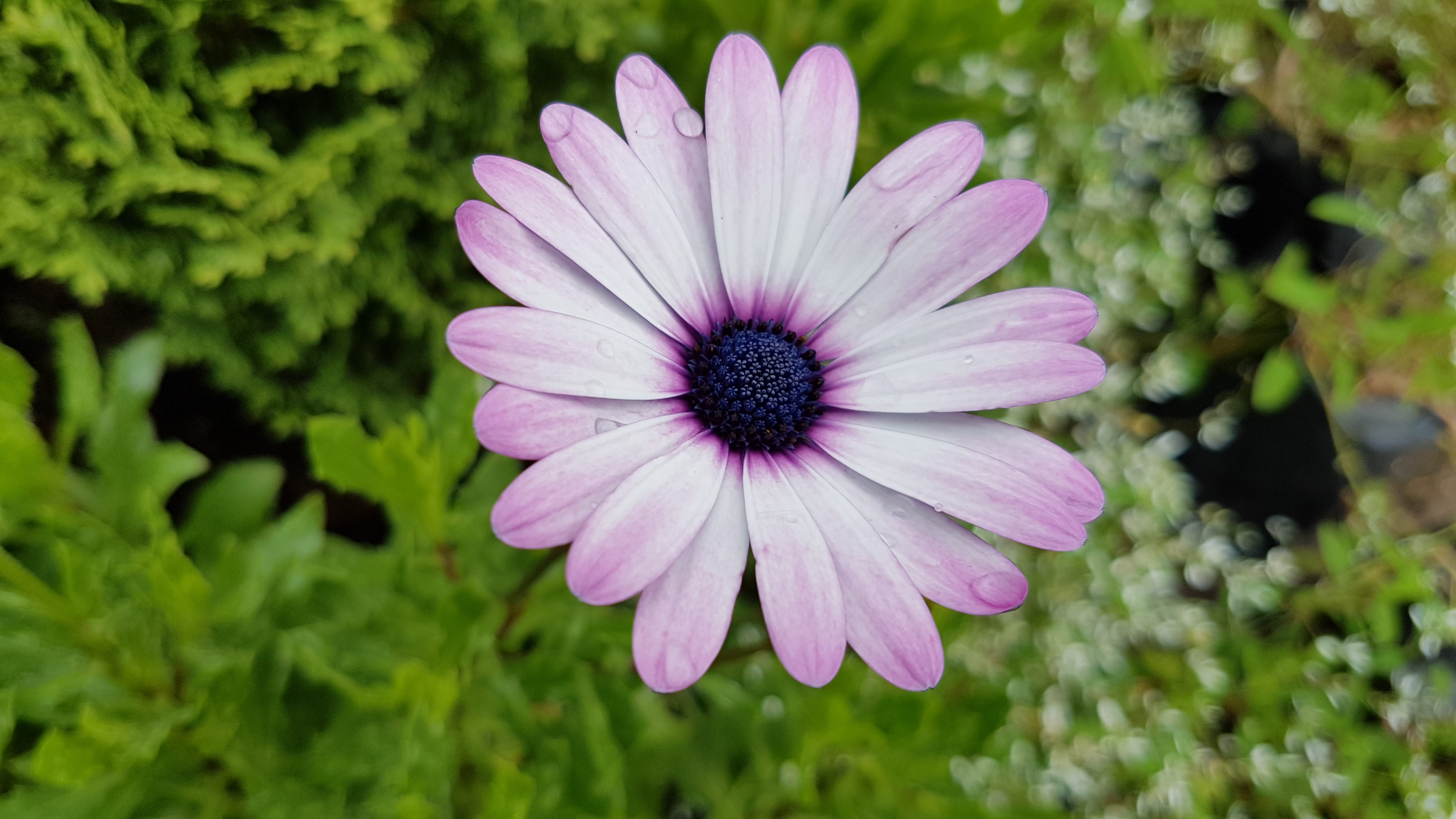 beauty in nature, flowering plant, outdoors, plant, anther, blossom, no people, south africa, daisy, anemone, 4K, 4 bona terra rd, inflorescence, daisies, HD Wallpaper