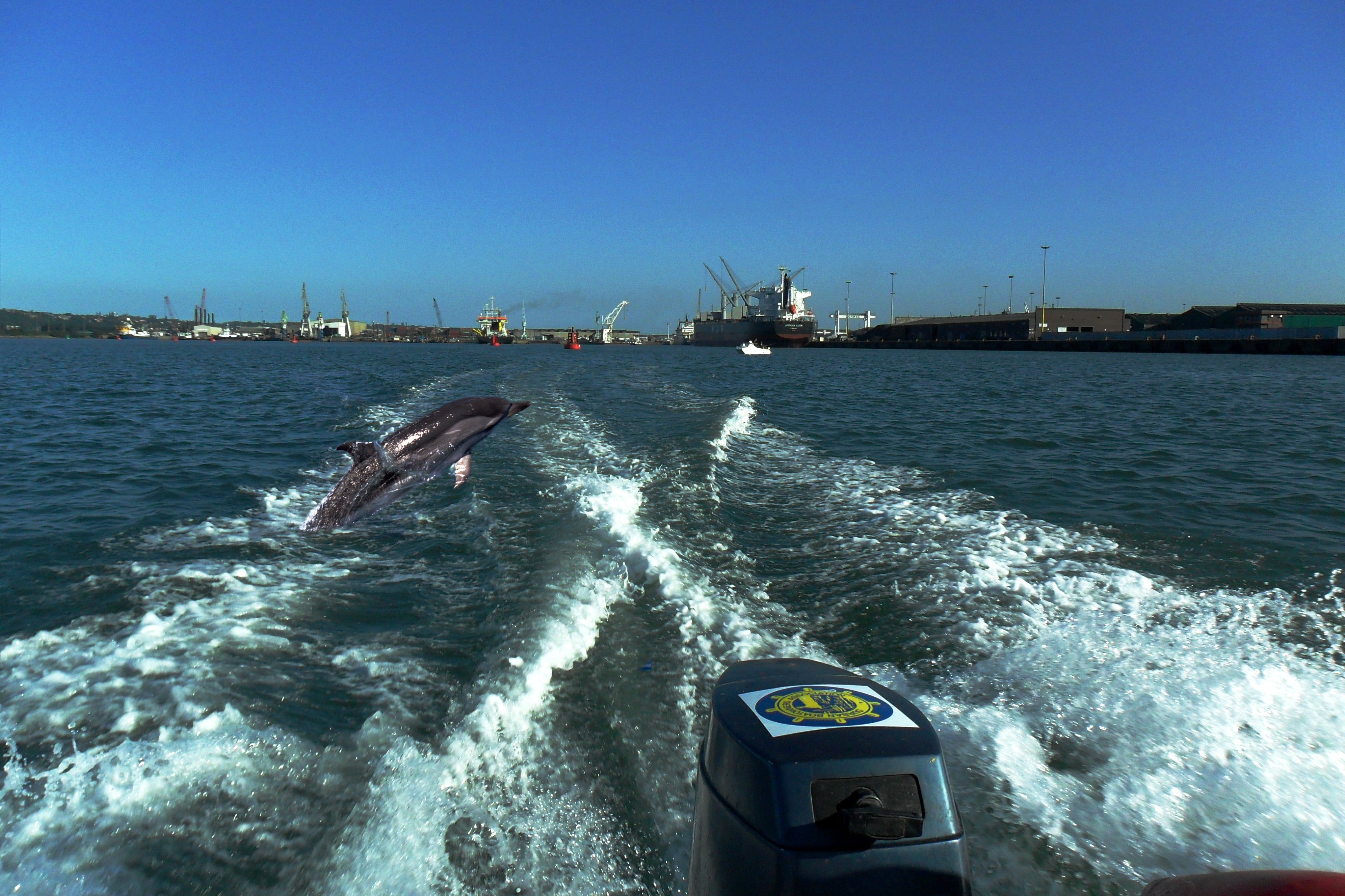 blue, nautical vessel, shipping, business, freight transportation, transportation, dolphins, mode of transportation, sport, no people, motion, nature, clear sky, HD Wallpaper