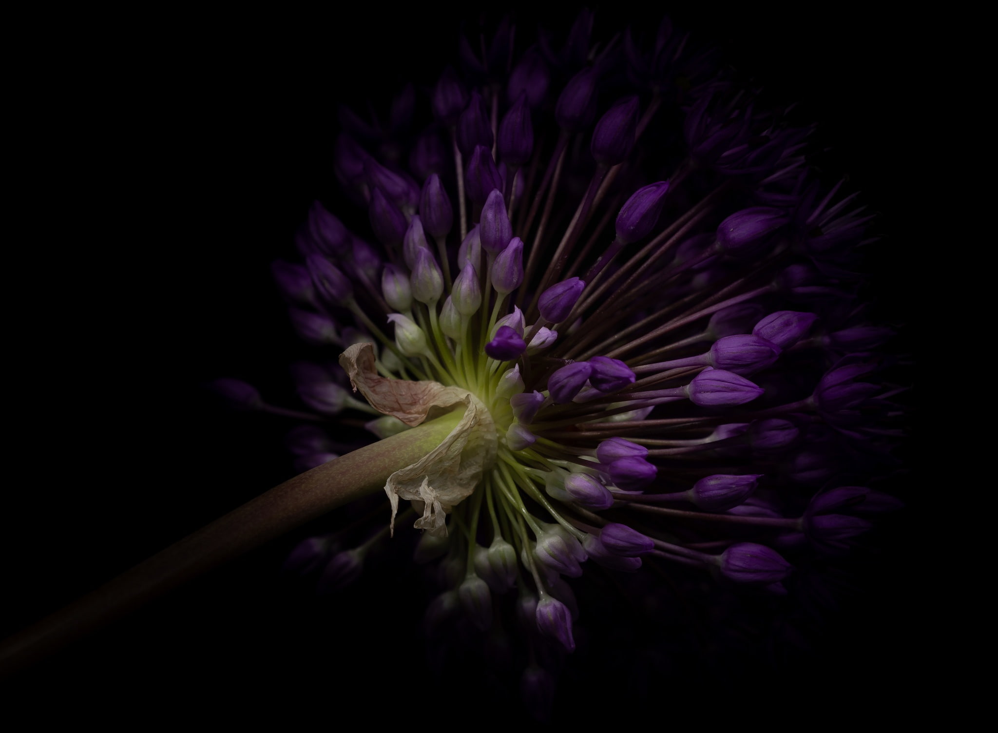in Durban, 1080P, purple, bow, HD Wallpaper
