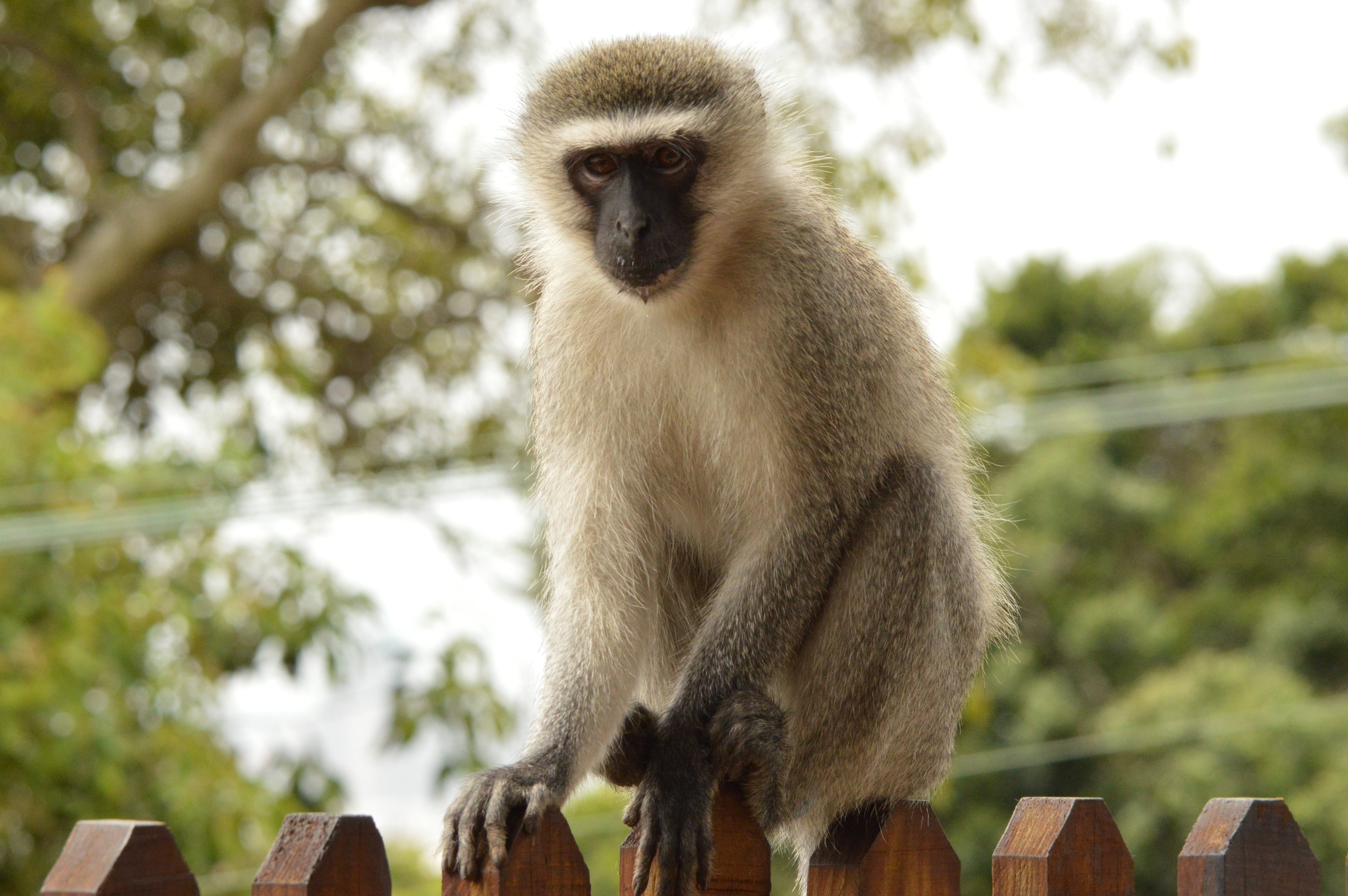 vertebrate, sitting, tree, animal wildlife, 5K, no people, nature, durban, primate, zoo, focus on foreground, animals in the wild, looking, wildlife, low angle view, HD Wallpaper
