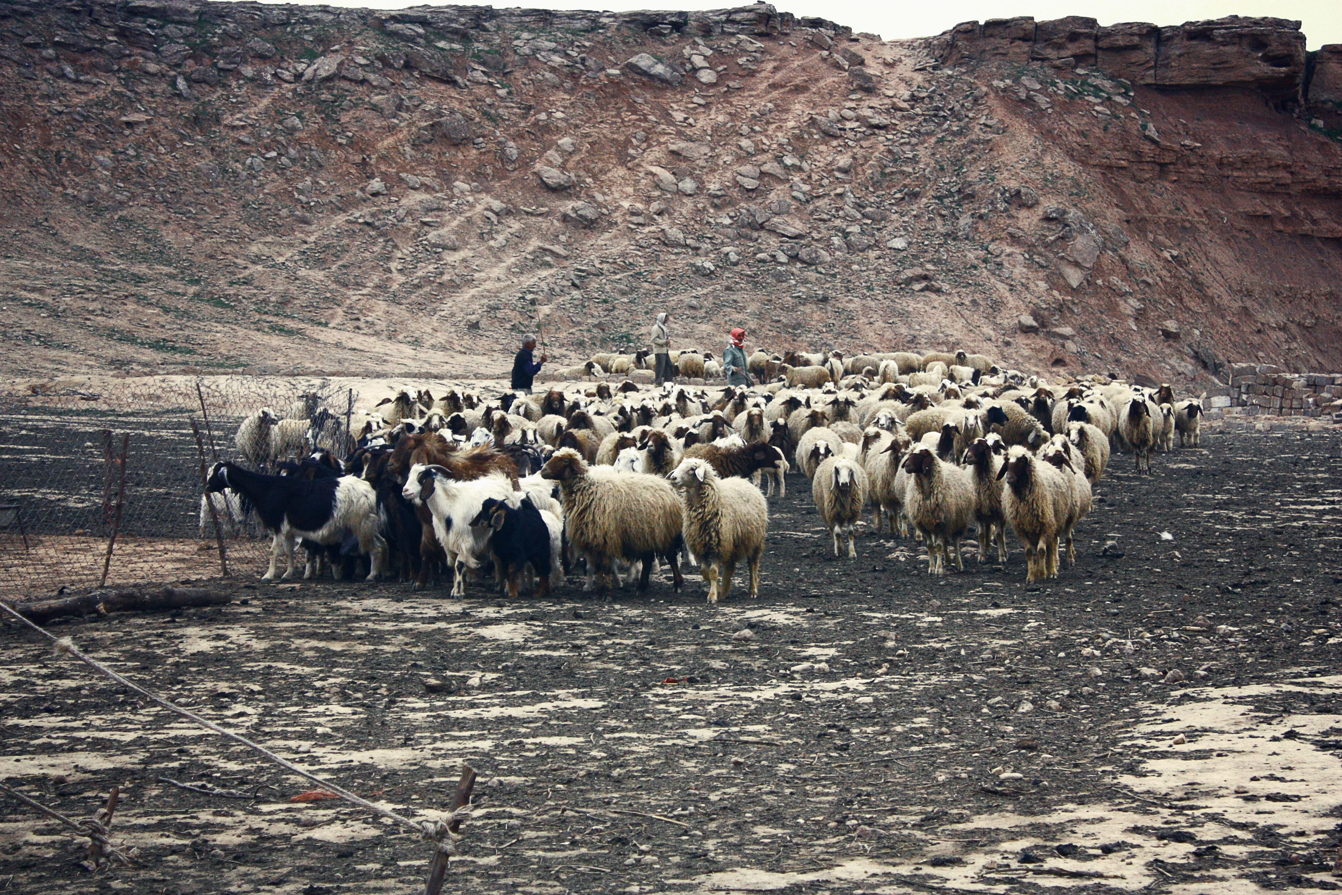livestock, kurdistan, herd, animals in the wild, kurdish, outdoors, day, kurd, animal wildlife, 4K, landscape, domestic, agriculture, field, goat, animal, HD Wallpaper