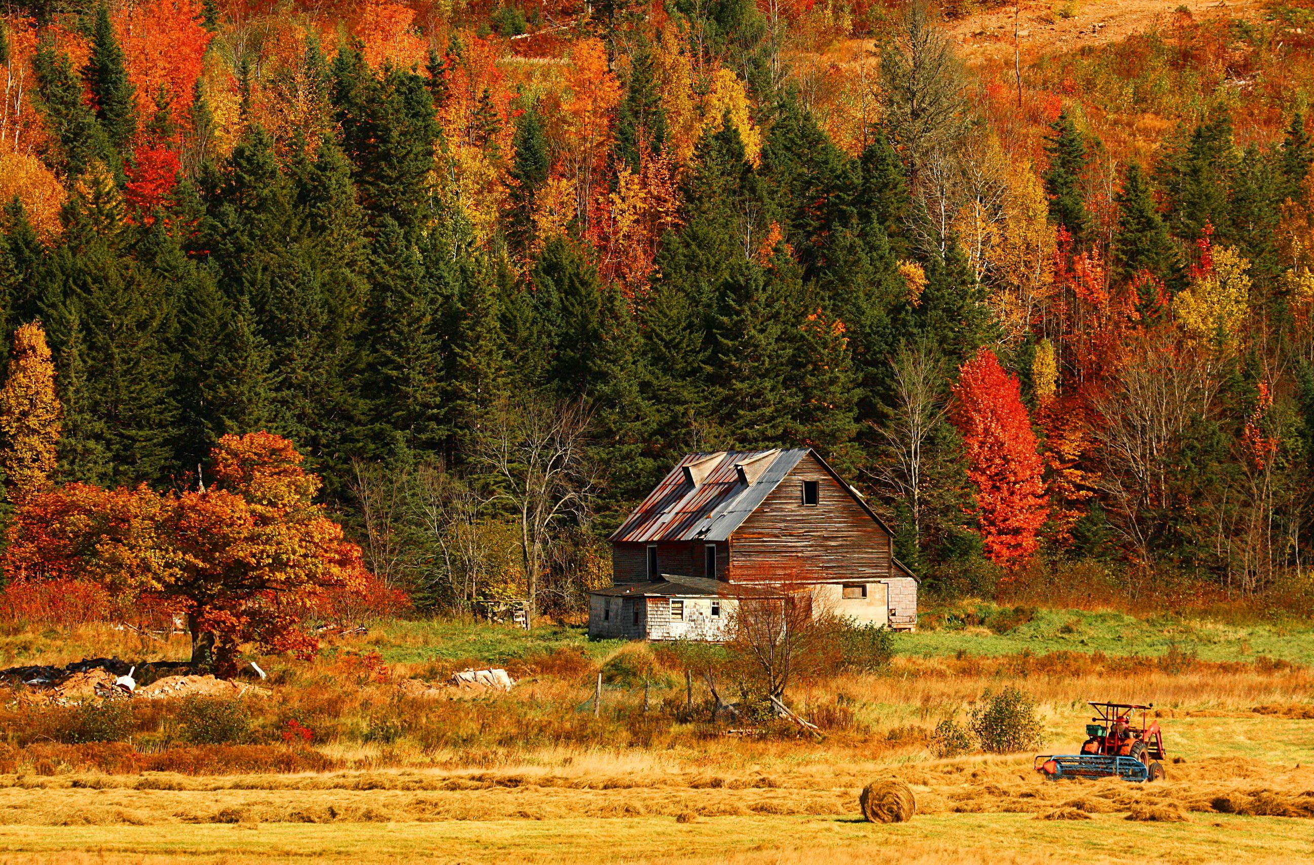 autumn, house, forest, colorhul, foliage, slope, trees, white, surrounded, hills, cabin, brown, mountain, colors, wooden, lovely, 2K, falling, field, hut, HD Wallpaper