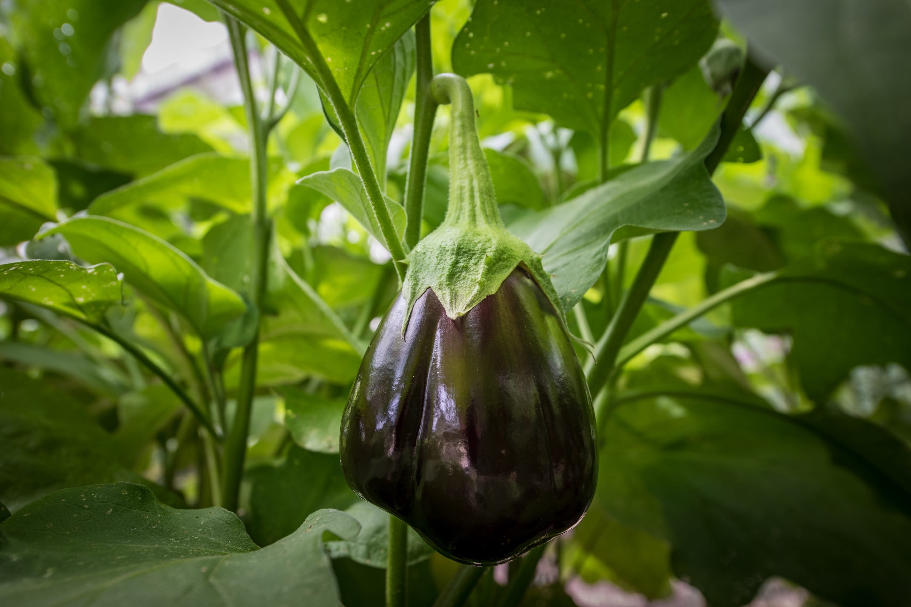 food and drink, food, day, plant part, close up, raw, harvest, plant, nature, eggplant, close-up, beauty in nature, market, solanum melongena, drop, green color, HD Wallpaper