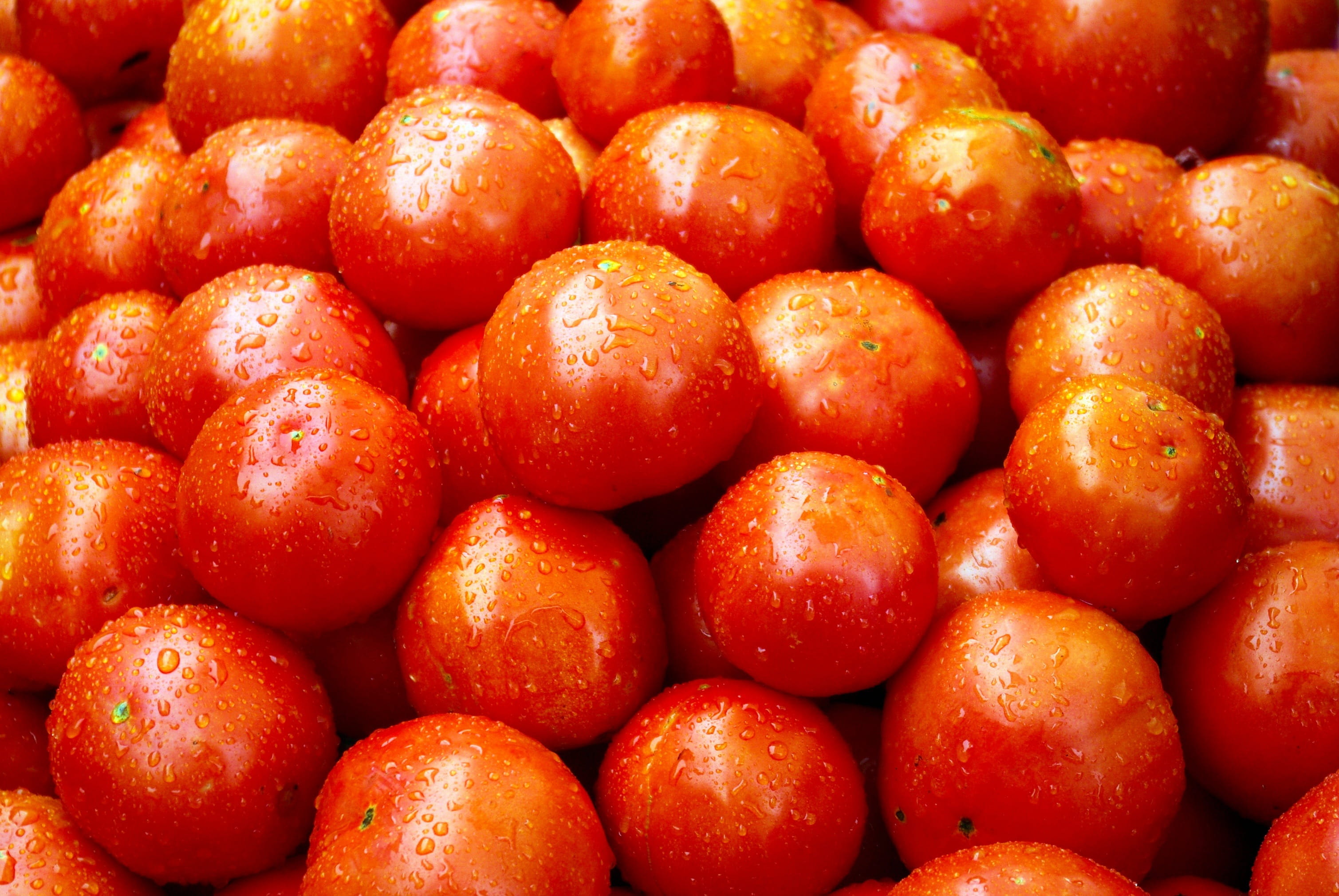 healthy, sweet, wisconsin market tomatoes, natural, large group of objects, red, crop, orange color, 2K, fresh, wisconsin, vegetable, healthy eating, garden, HD Wallpaper