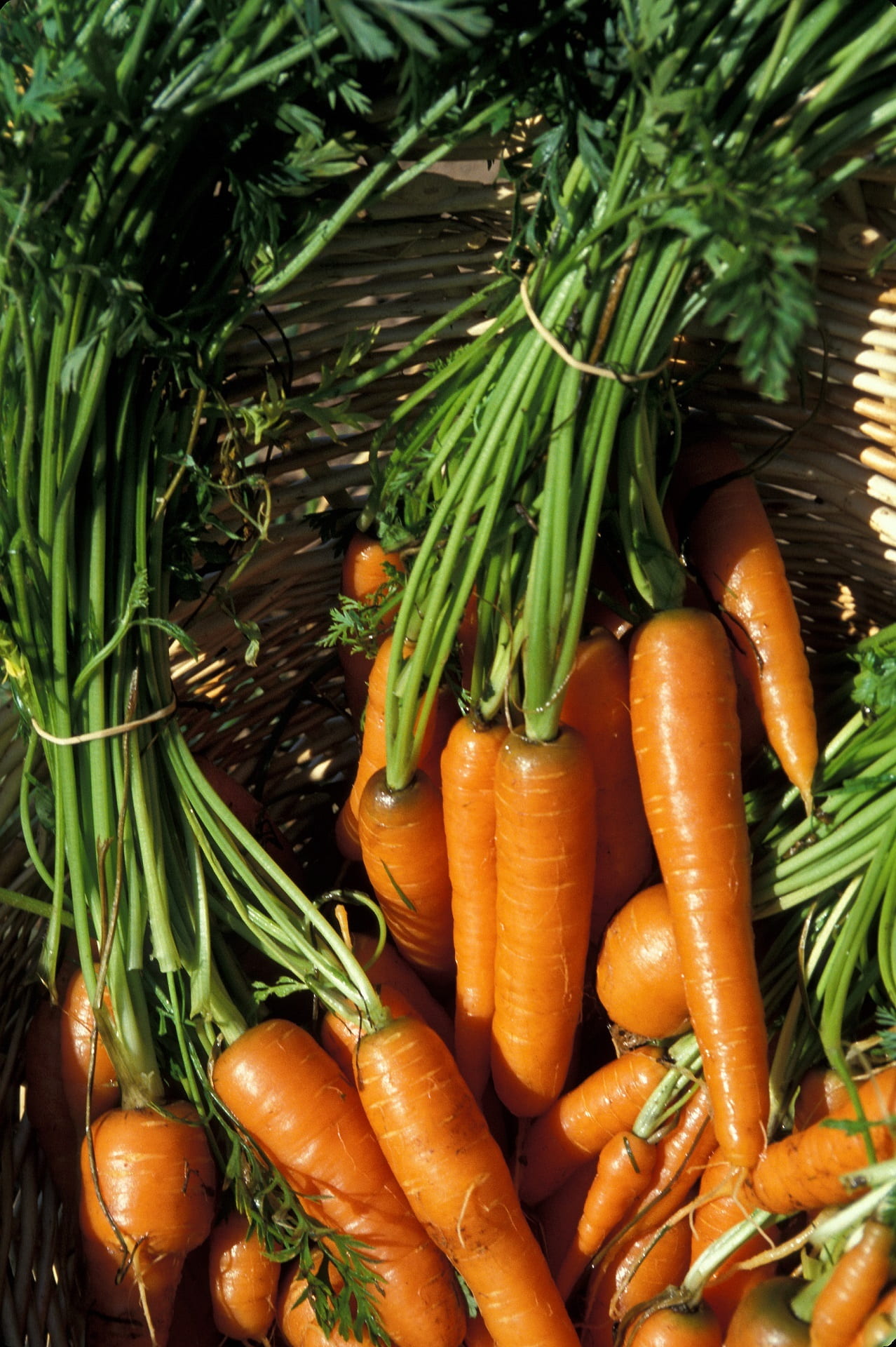 for sale, root vegetable, close-up, orange color, salad, fresh, high angle view, cuisine, plant, green color, day, vitamins, carrots, food and drink, still life, Phone HD Wallpaper