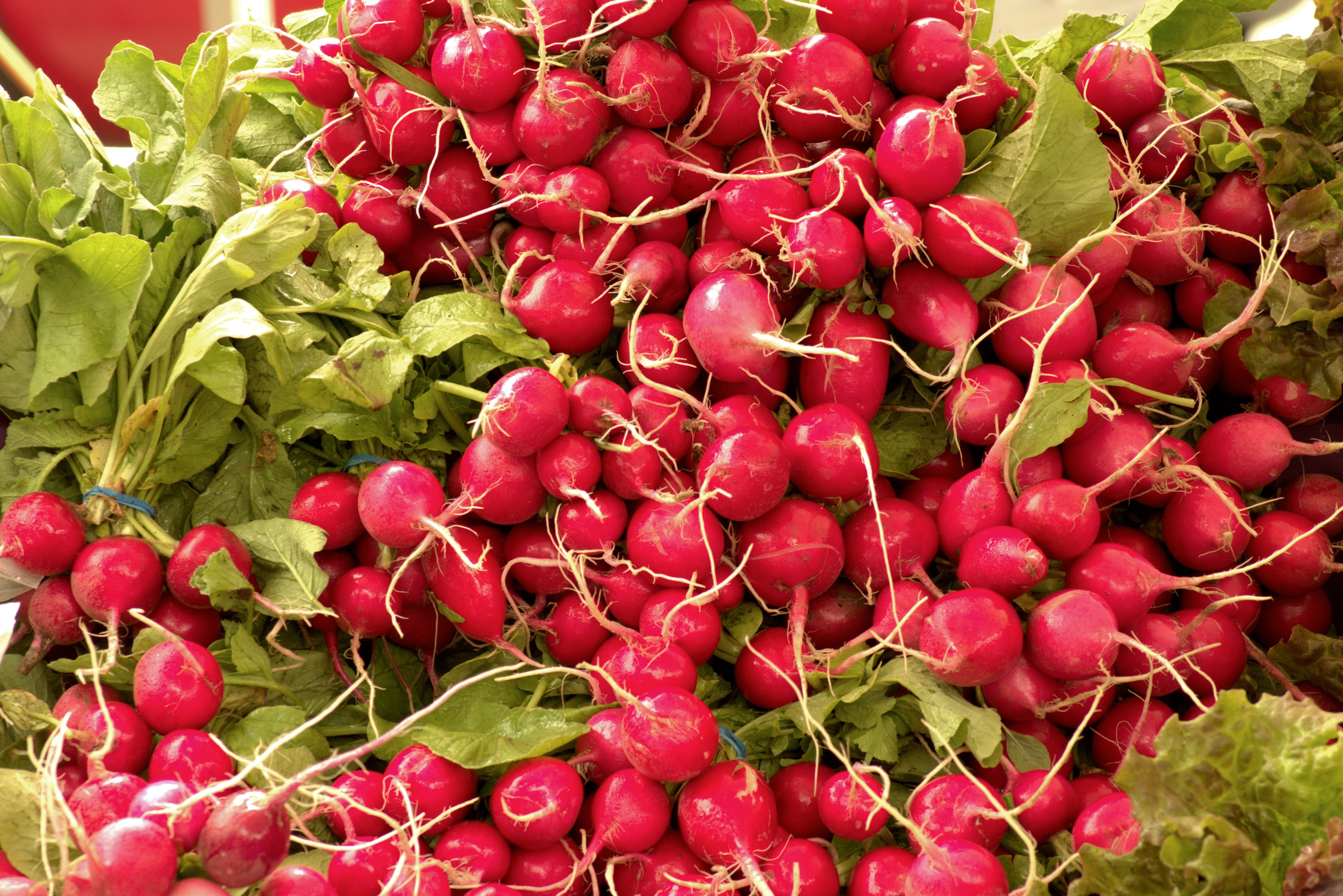fruit, plant part, vegetable, harvest, no people, natural, vegetables, harvested fresh radishes, agricultural, farm, food and drink, garden, organic, full frame, HD Wallpaper