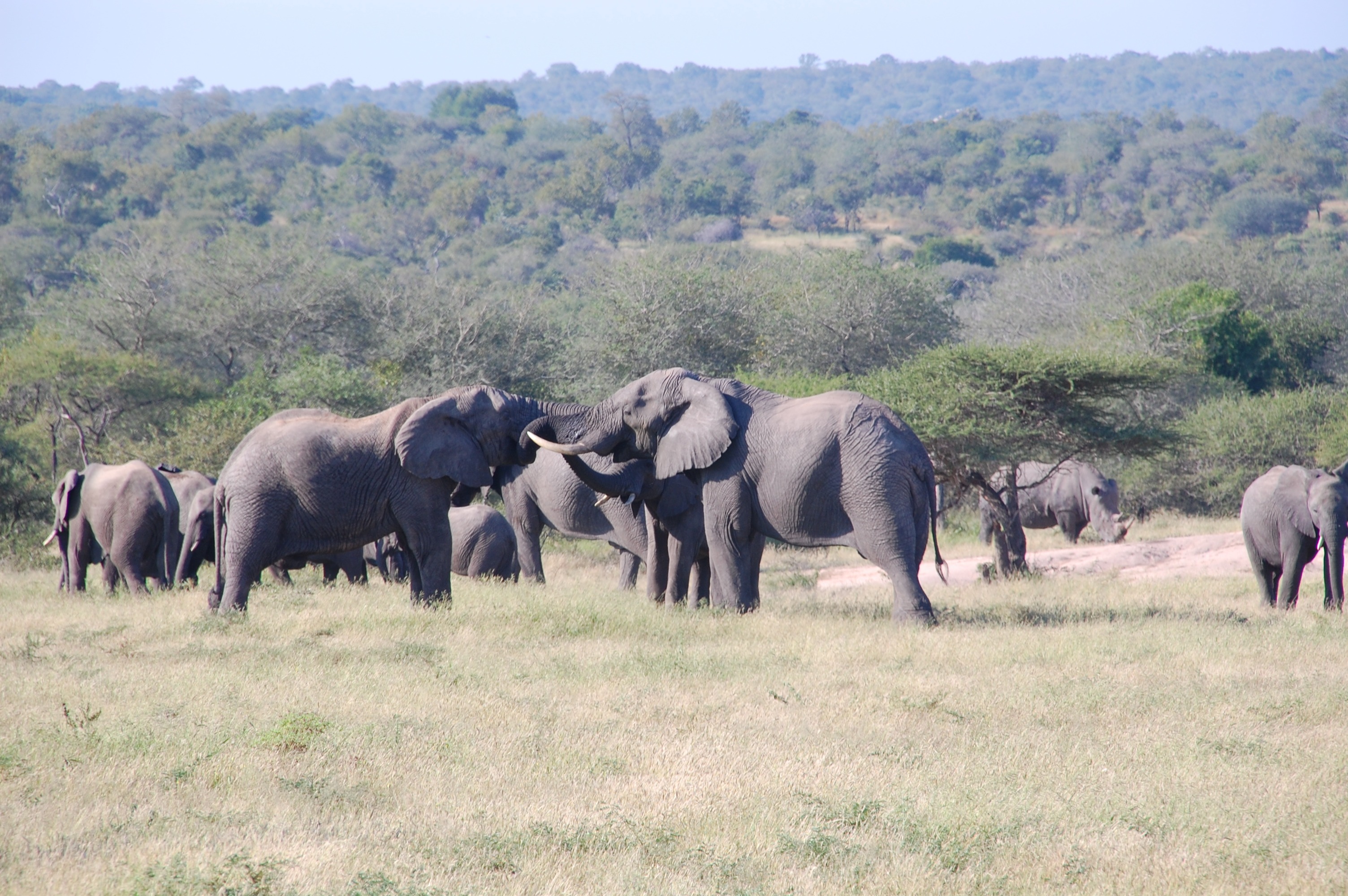 elephants, outdoors, no people, fighting, herbivorous, wildlife, herd, animal themes, animal family, tree, african elephant, plant, elephant, animals, vertebrate, HD Wallpaper