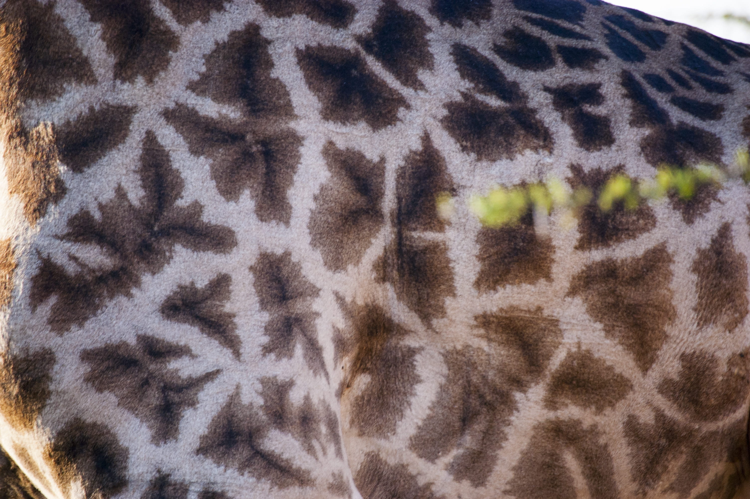 animal body part, nature, closeup, texture, vertebrate, animal eye, natural pattern, giraffe, mpolweni, skin, safari, pattern, africa, fur, close-up, animal markings, HD Wallpaper