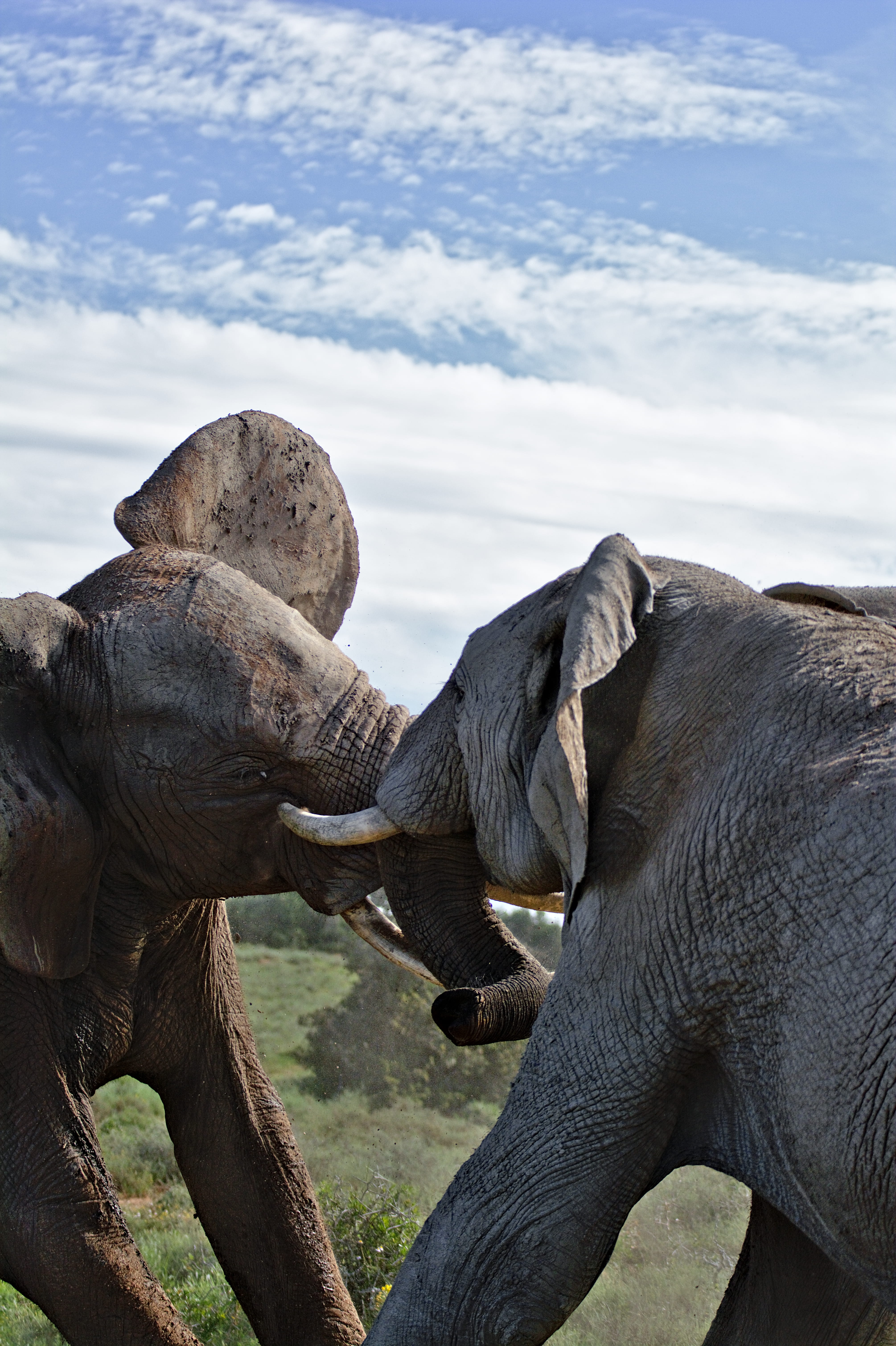 animal family, blue, two, animal, animal wildlife, two animals, art, animal themes, day, elephant, modern art, no people, mammal, people, fighting, human, Phone HD Wallpaper