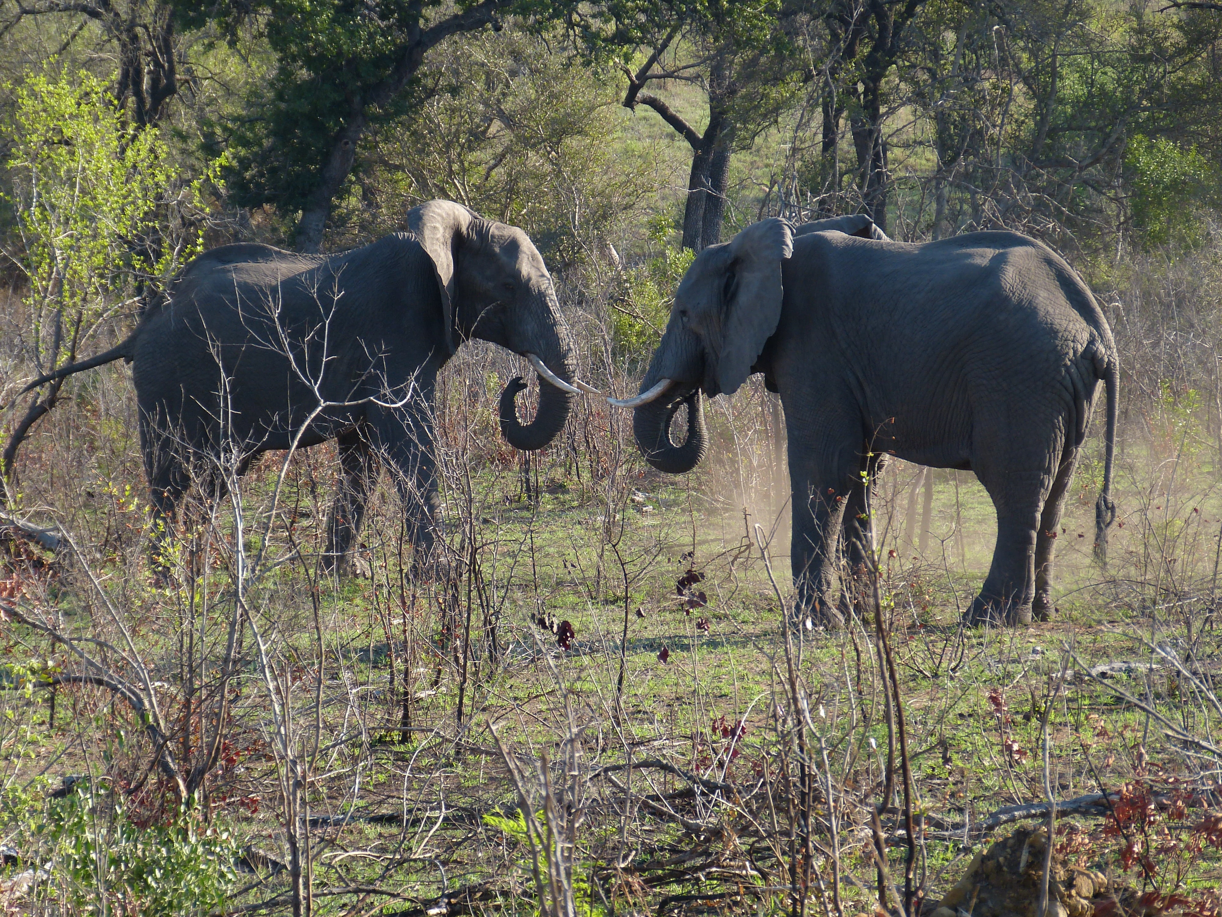 savannah, animals in the wild, plant, group of animals, africa, no people, animal wildlife, pachyderm, field, domestic animals, grass, animal world, animal family, HD Wallpaper