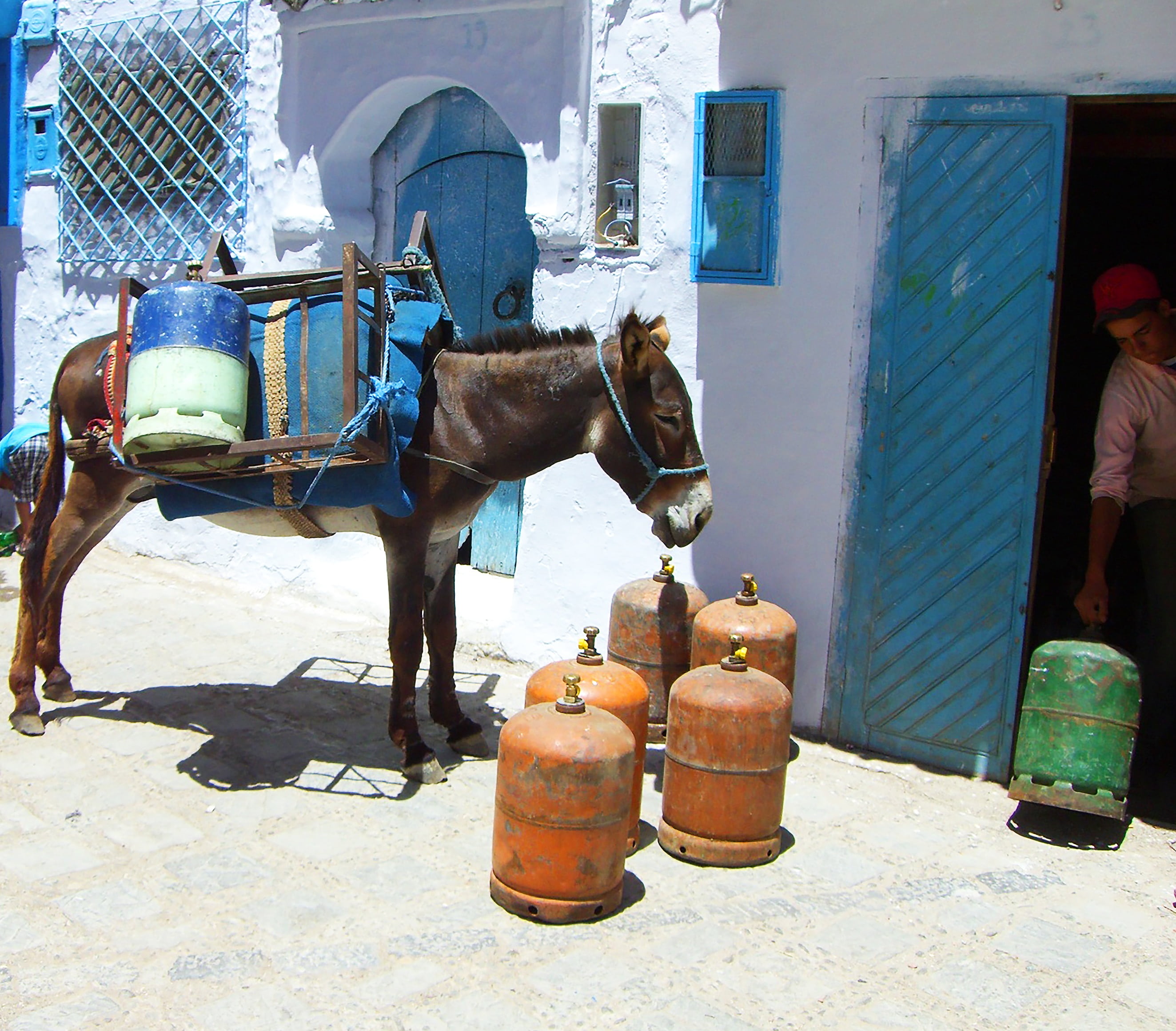 africa, gas, domestic animals, building exterior, day, domestic, animal themes, working animal, outdoors, chefchaouen, herbivorous, animal, one animal, HD Wallpaper