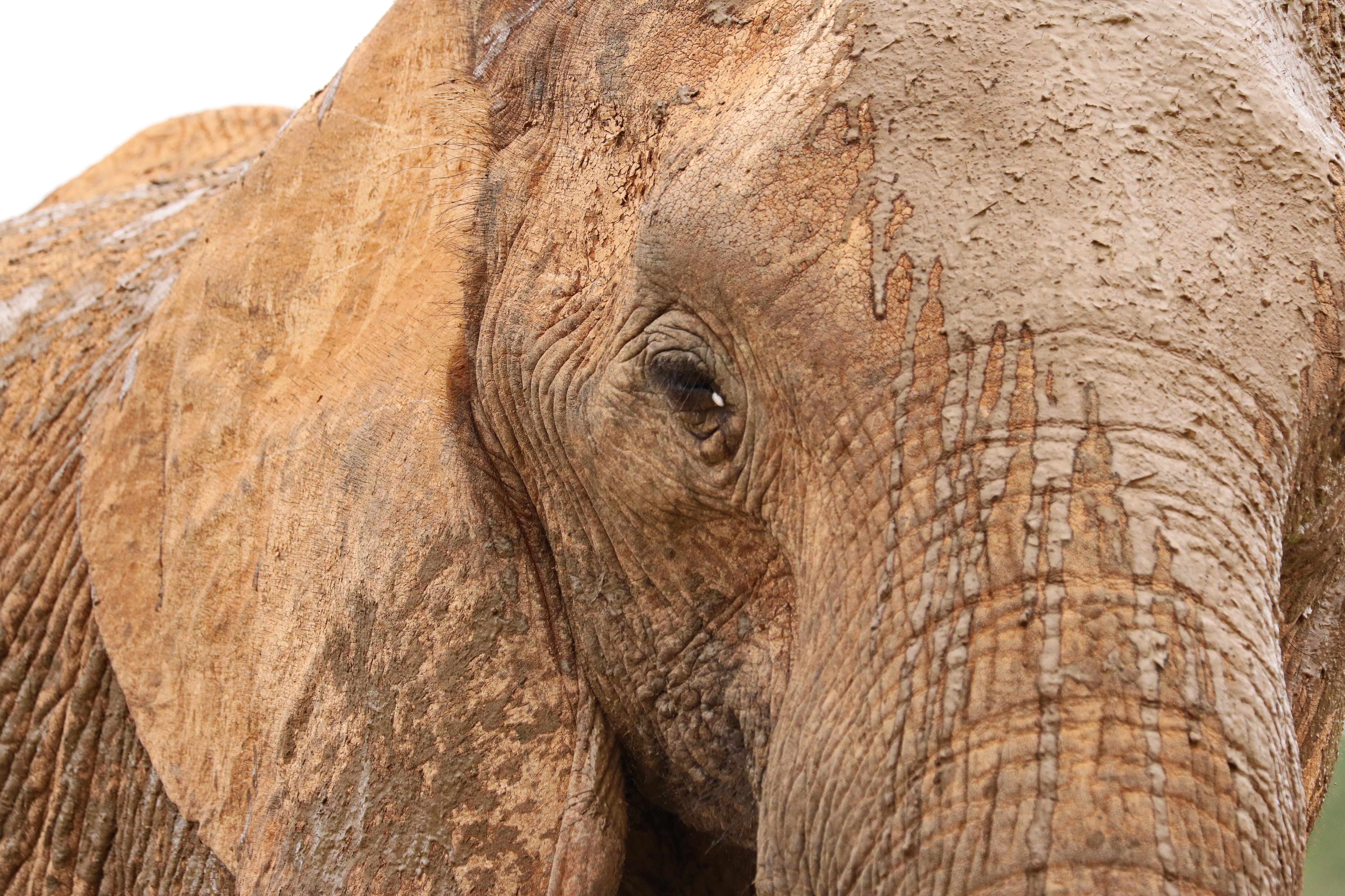 pachyderm, vertebrate, animal body part, outdoors, animal world, herbivorous, african elephant, forehead, animal trunk, south africa, animal head, animal themes, HD Wallpaper