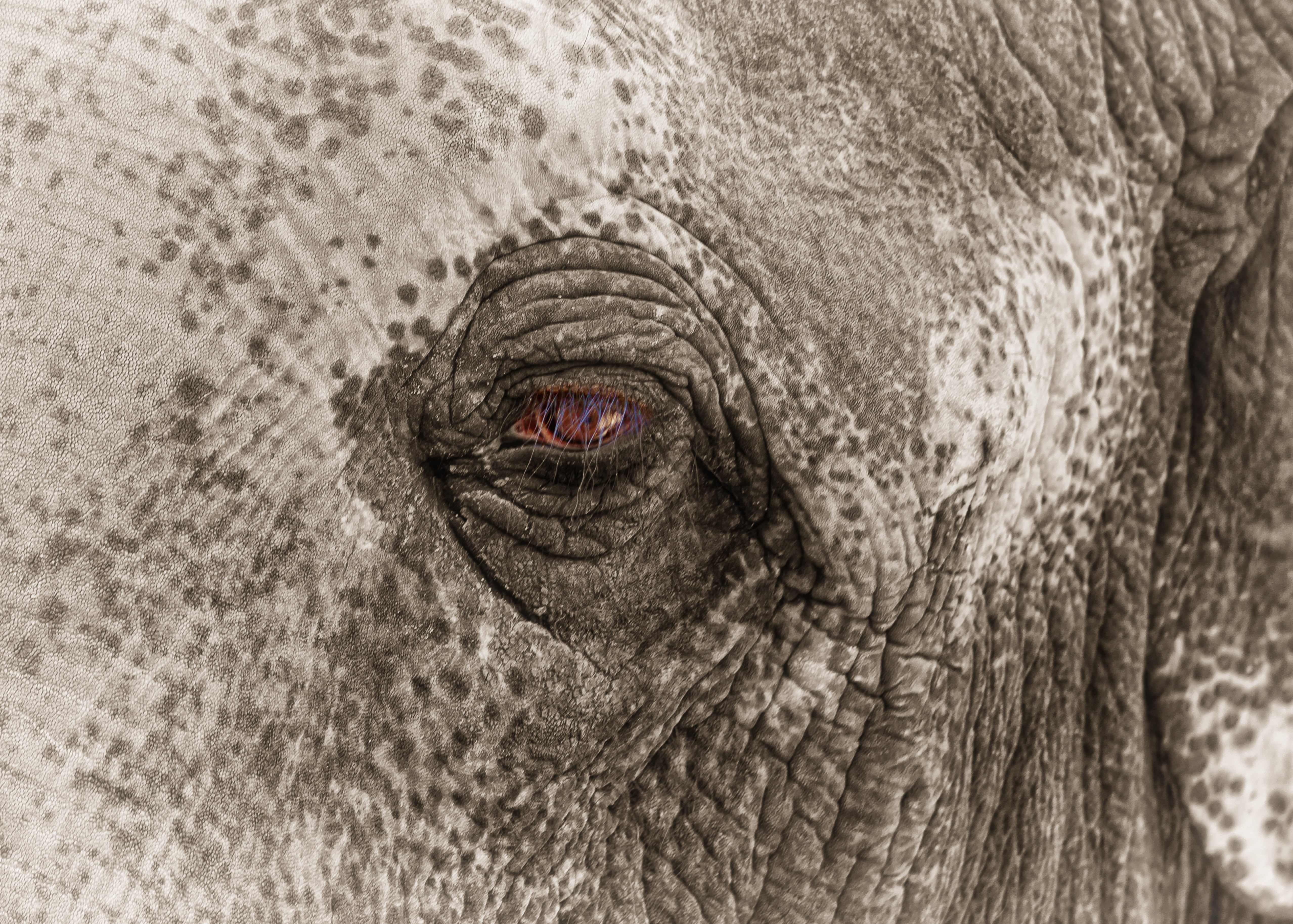 elephant skin, animal, one animal, wrinkled, large, sad, animal Skin, head, full frame, south africa, pachyderm, gray, nature, 4K, fold, bw, mammal, extreme close-up, HD Wallpaper
