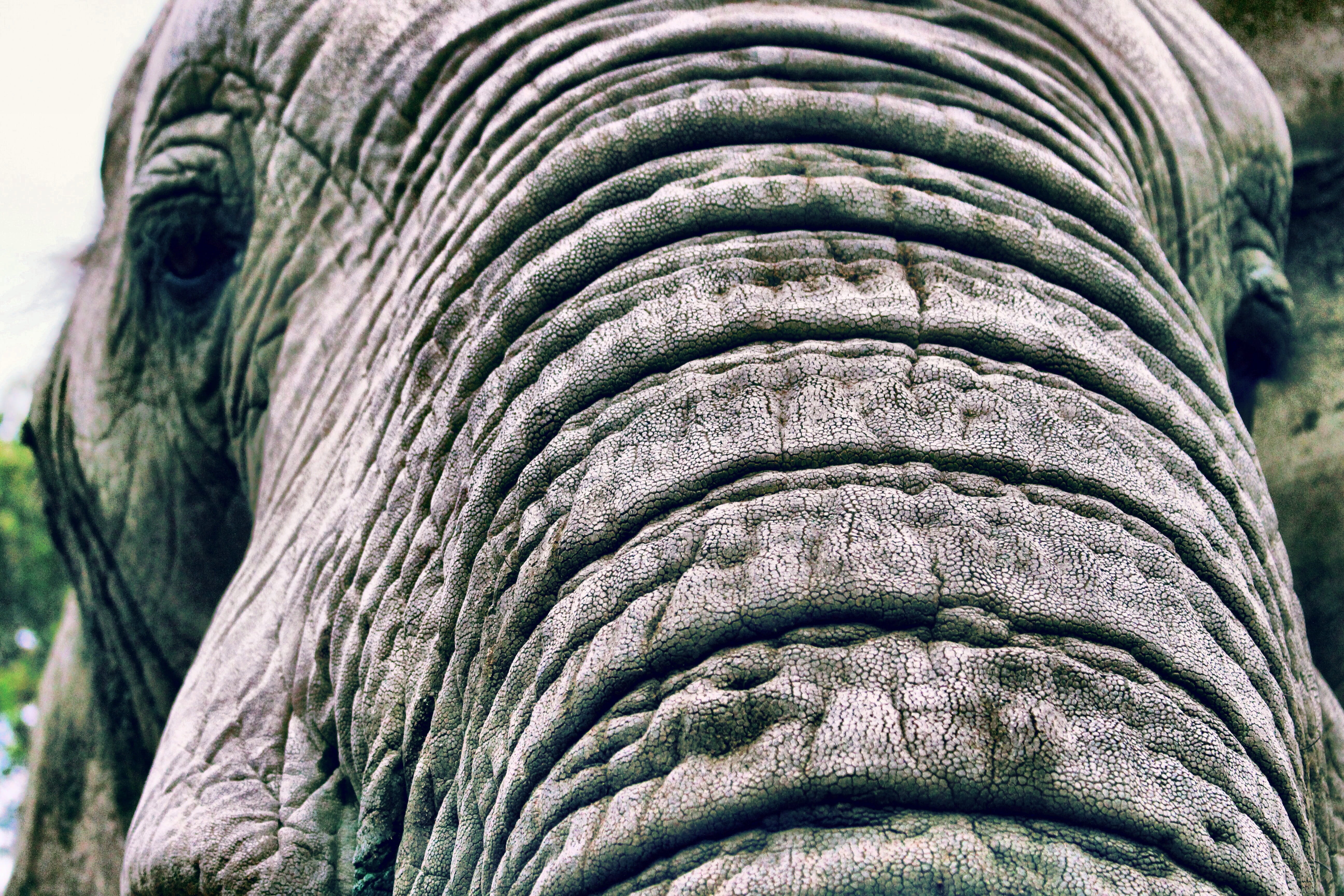 hazyview, textured, 5K, full frame, animal eye, friendly, friend, elephant, close-up, wrinkled, skin, animal, day, texture, animal themes, animal wildlife, HD Wallpaper