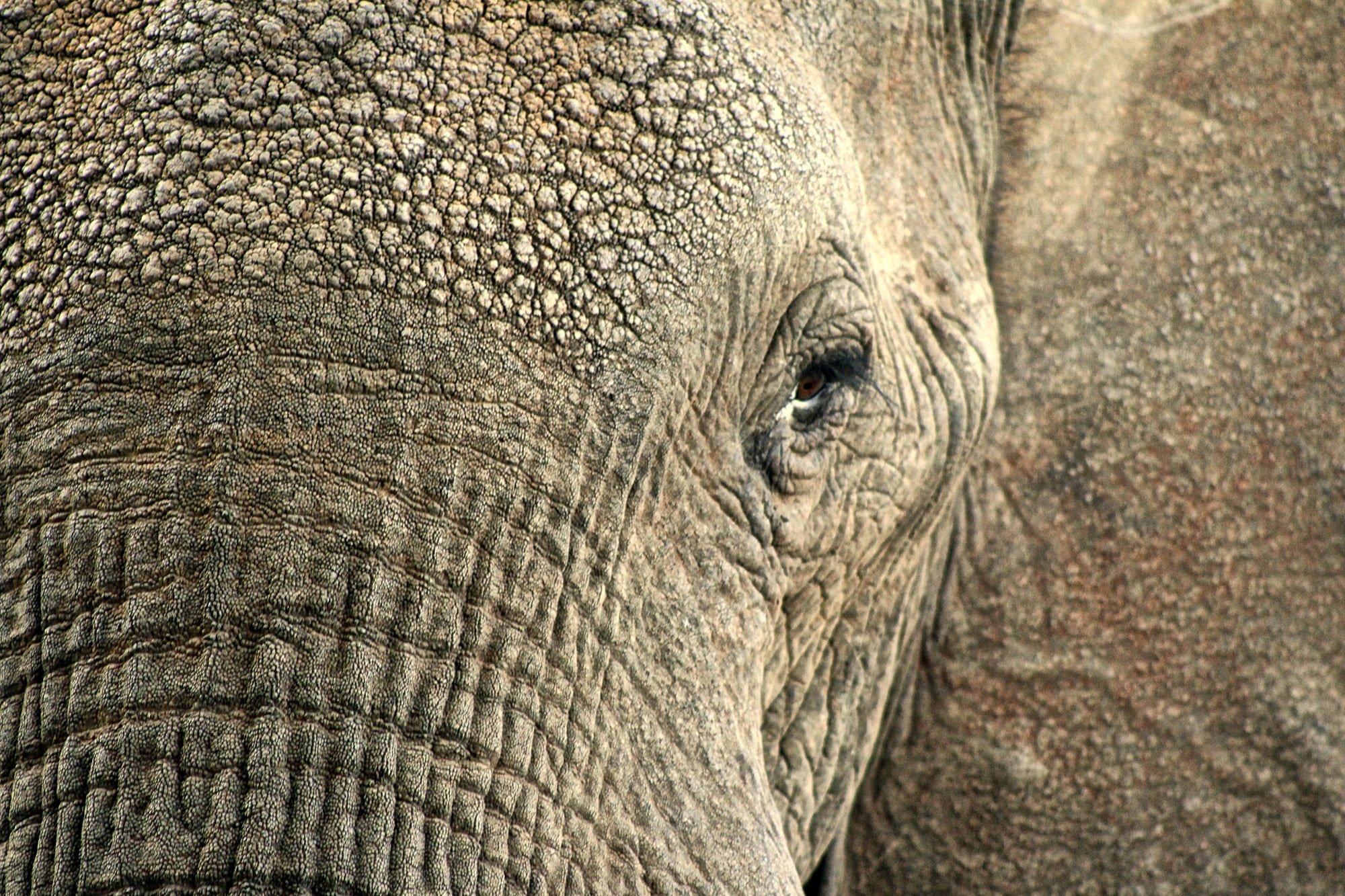 herbivorous, eye, elephant, mammal, one animal, animal skin, animal, photo, african elephant, portrait, hdr, closeup, animal themes, close-up, macro, animals in the wild, HD Wallpaper