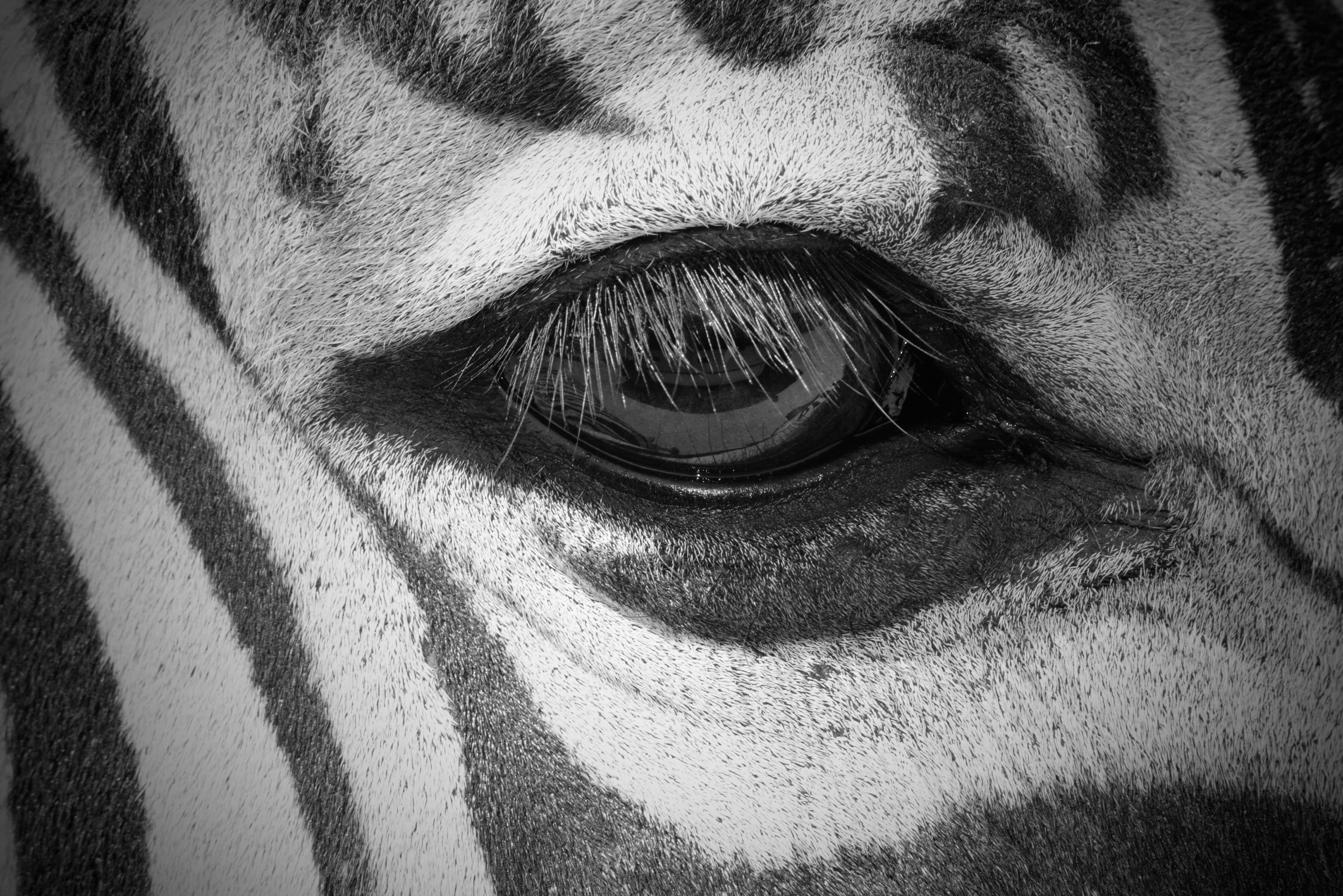 animal head, safari, animal hair, wildlife, striped, photo, white, day, 4K, one animal, fur, vertebrate, black, close-up, animal themes, texture, pets, HD Wallpaper