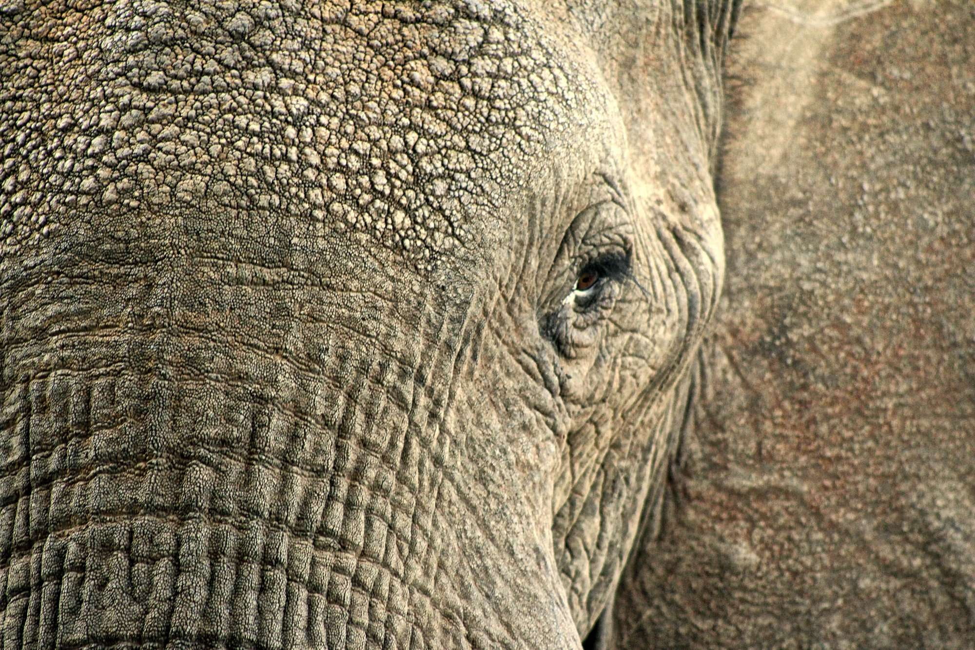 animal trunk, hdr, eye, mammal, skin, animal eye, animal themes, vertebrate, elephant, day, 1080P, animals in the wild, animal skin, africa, african elephant, HD Wallpaper