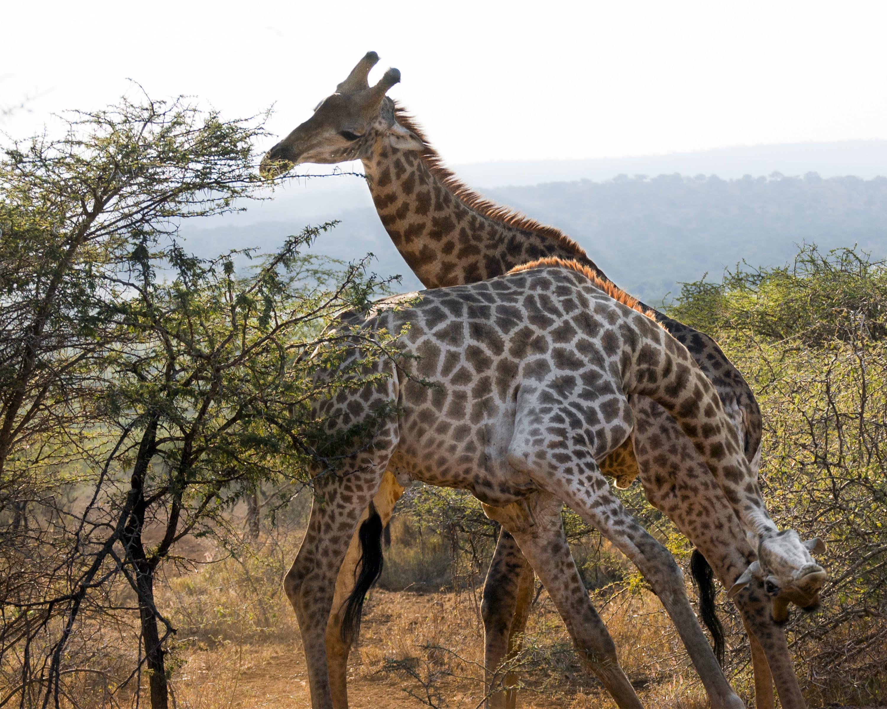giraffes, animal, mammal, no people, fight, animal wildlife, plant, animals, display, animal neck, field, mpolweni, standing, tree, bayete, vertebrate, HD Wallpaper