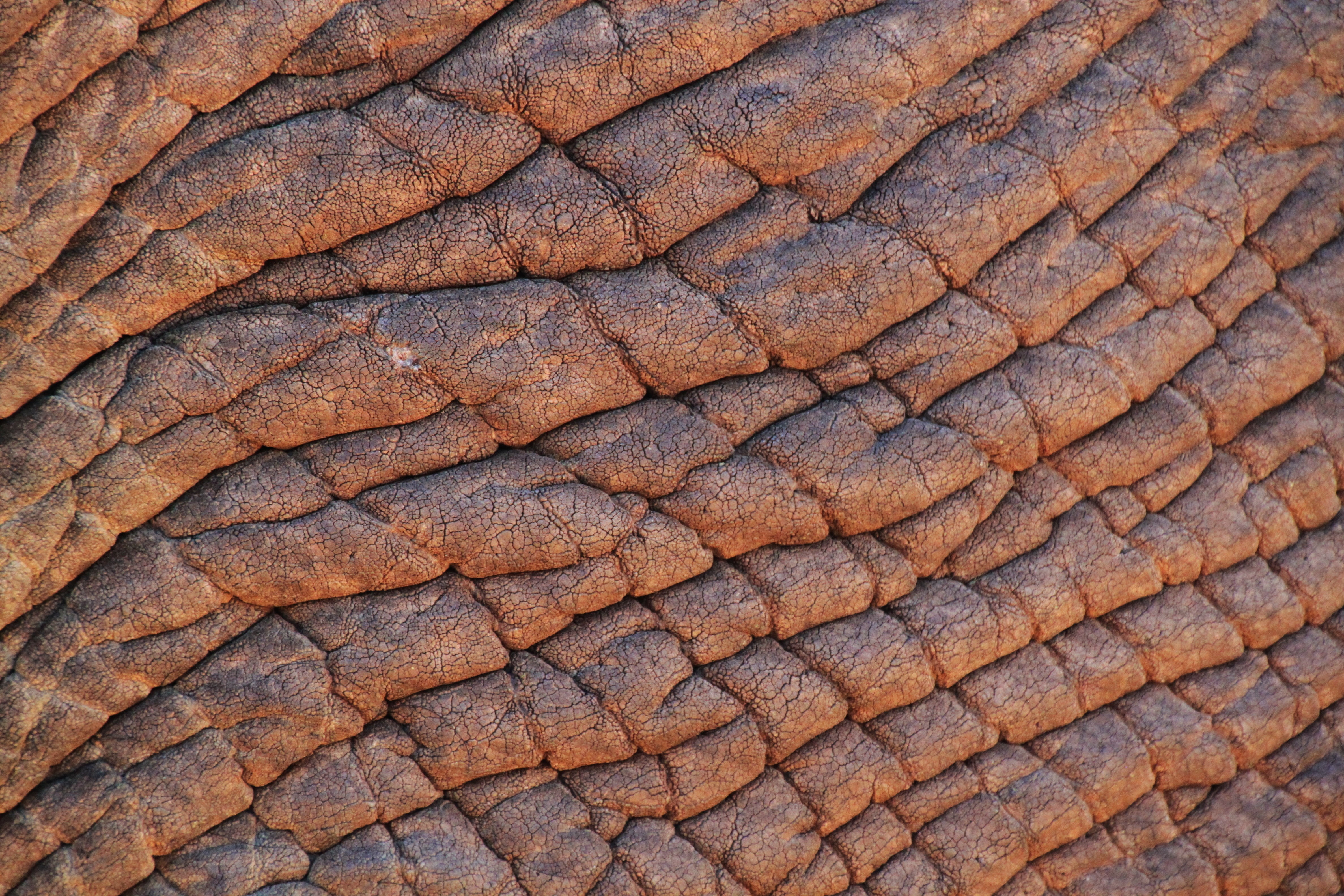 close-up, textured effect, south africa, wildlife, 4K, fold, photo, background, textures, close, texture, rough, elephant, soil, structure, backgrounds, HD Wallpaper