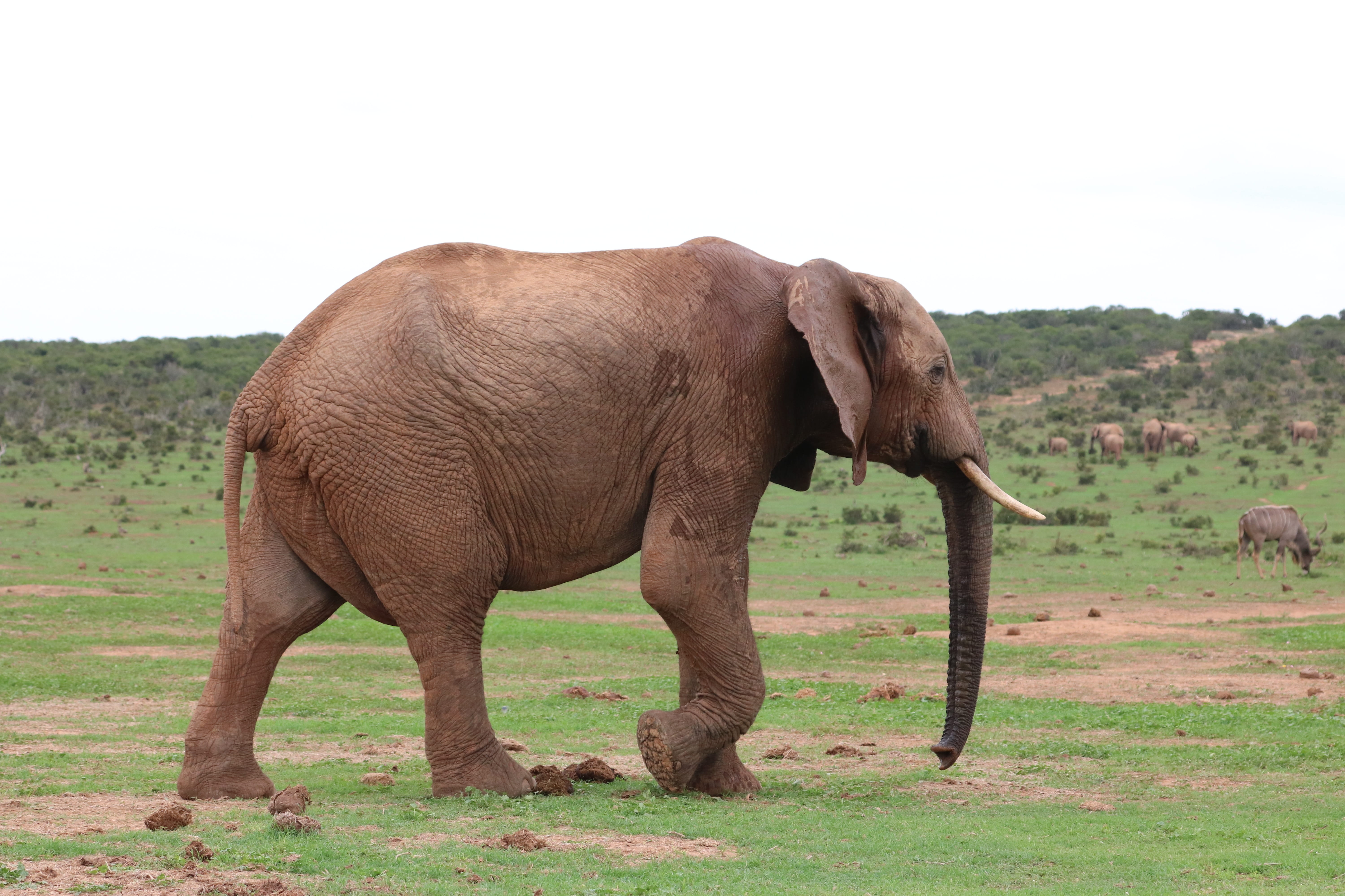 wilderness, animal wildlife, proboscidea, safari, one animal, run, sky, field, large, addo, standing, proboscis, portrait, animal themes, herbivores, national park, HD Wallpaper