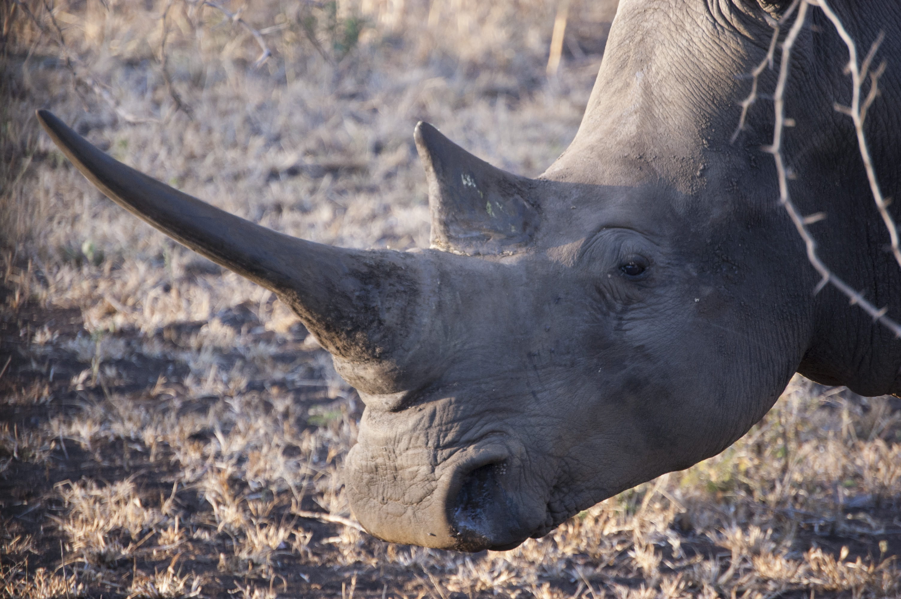 vertebrate, outdoors, rhinoceros, mammal, close-up, animal head, no people, savannah, hluhluwe, land, africa, field, side view, animal body part, animals in the wild, HD Wallpaper