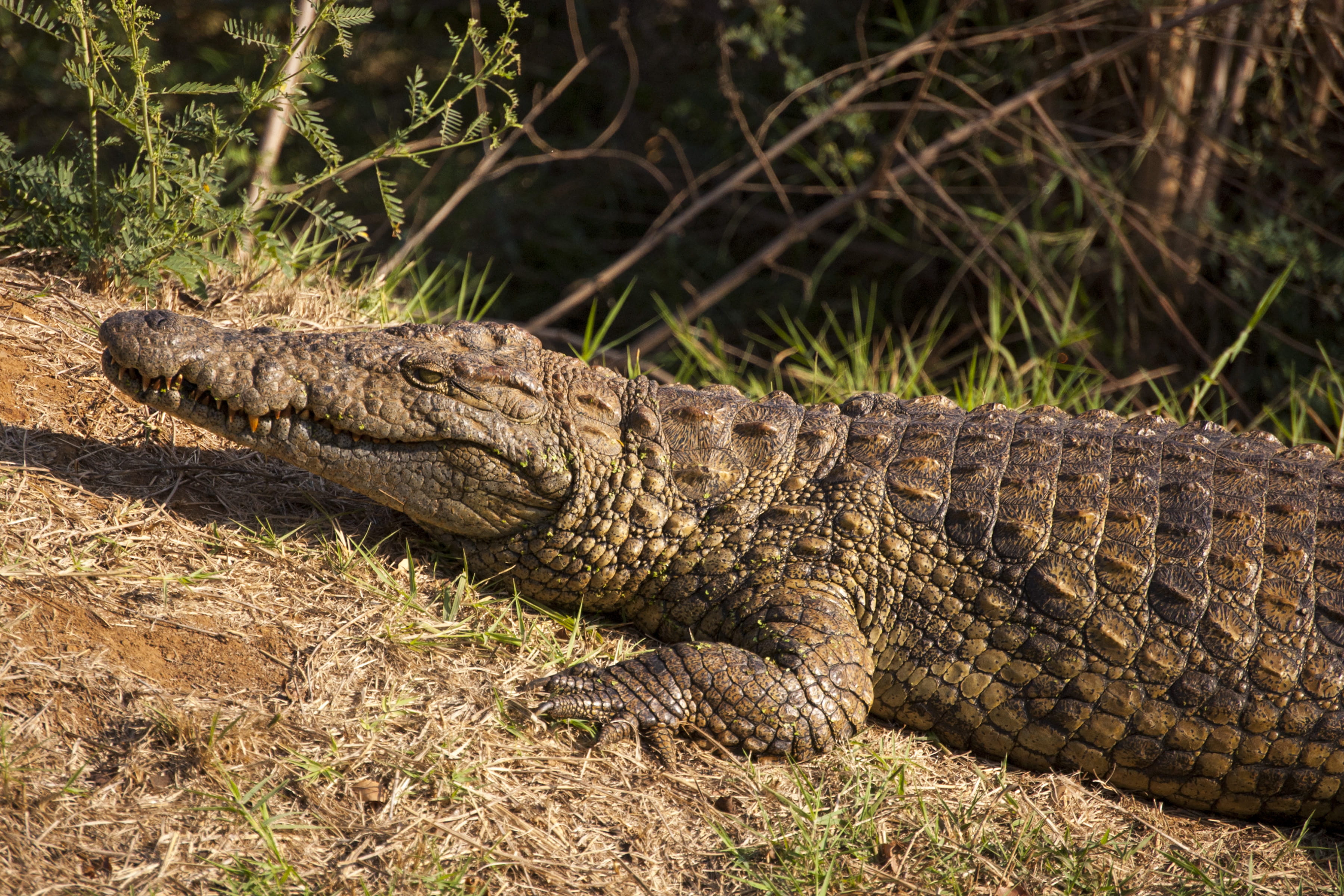 no people, outdoors, side view, kwazulu-natal, sunbathing, profile view, day, croc, animal scale, zulu, water, scales, alligator, animal themes, african, HD Wallpaper