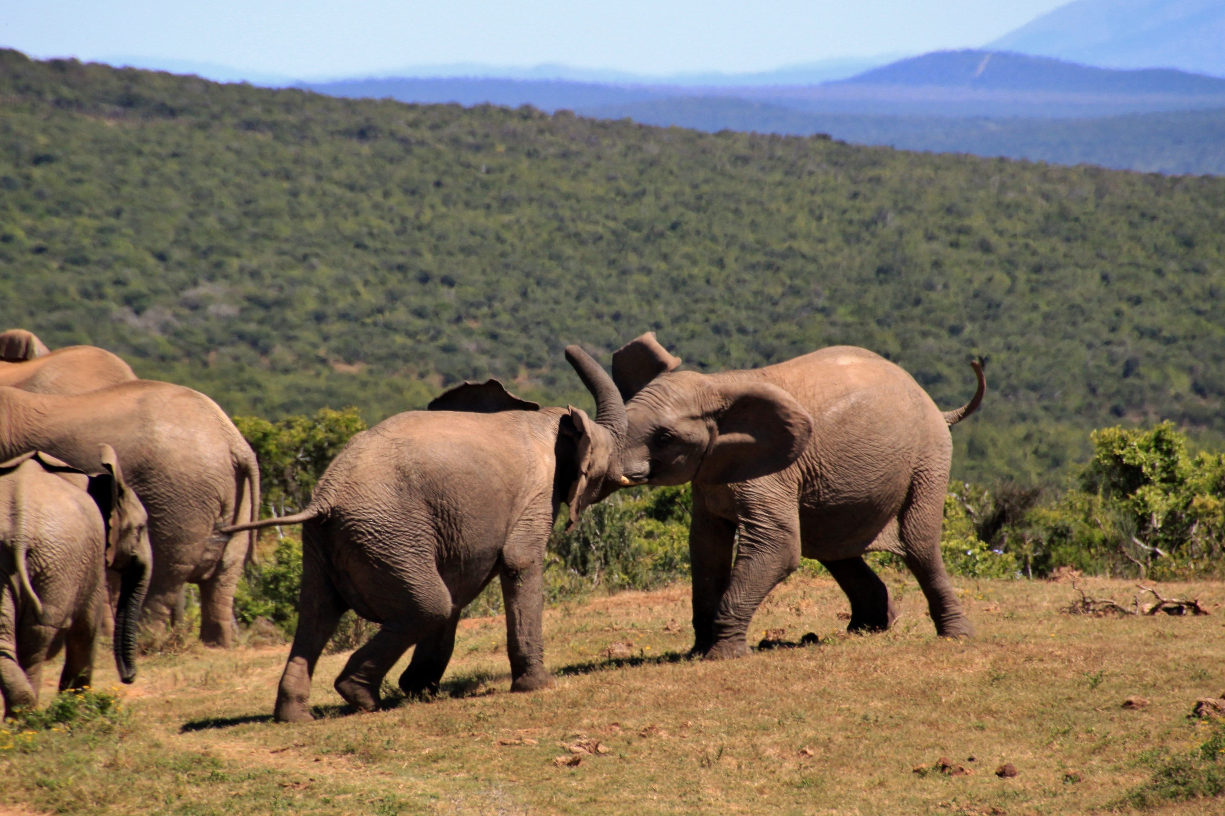 game drive, vertebrate, proboscis, animal family, 4K, landscape, wild animals, animal, day, ground, animals in the wild, black, elephant south africa, HD Wallpaper