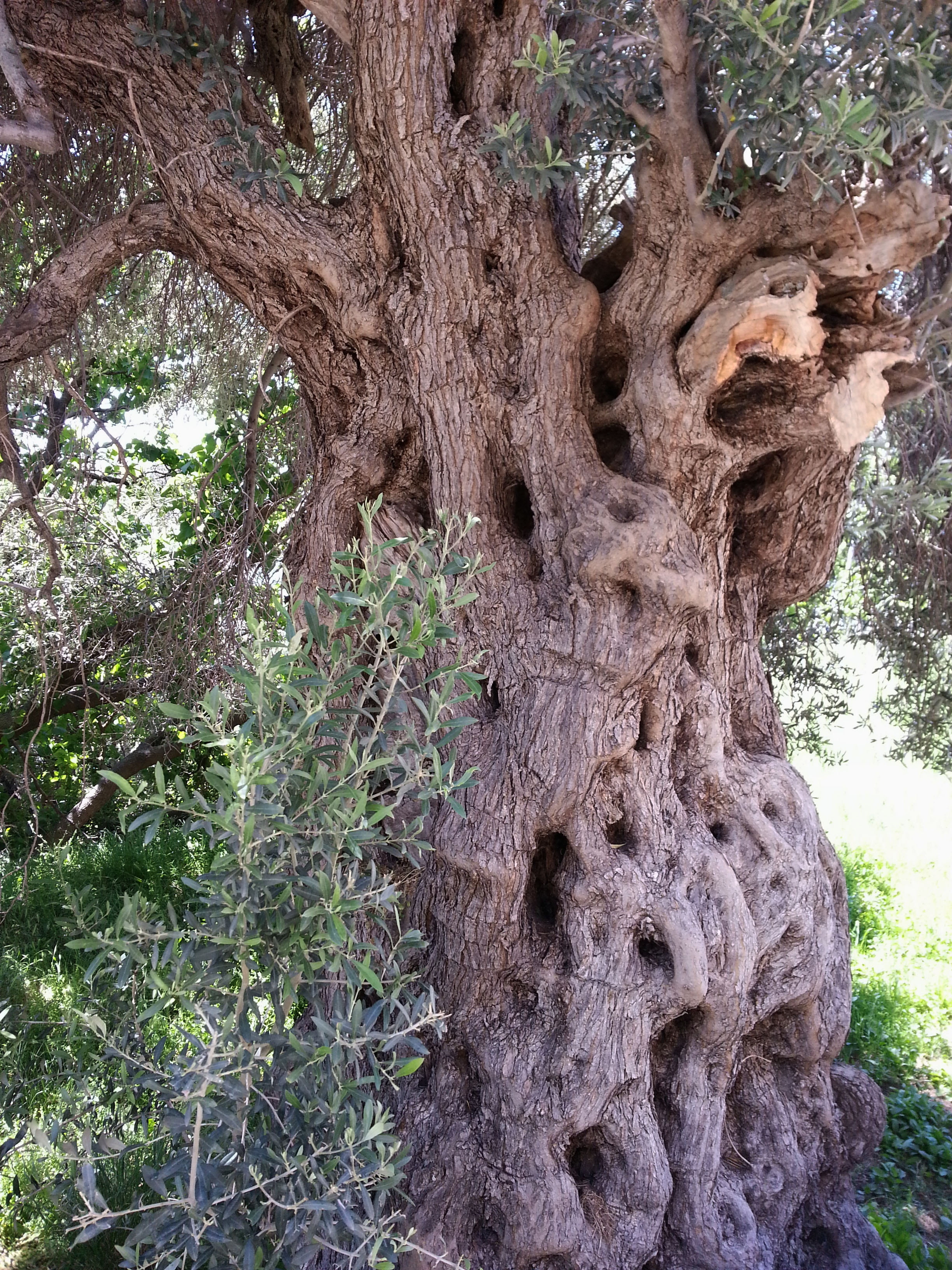 plant, tree, greece, forest, day, tranquility, beauty in nature, moss, bark, old olive tree, 2K, textured, branch, grain, growth, no people, tree trunk, Phone HD Wallpaper