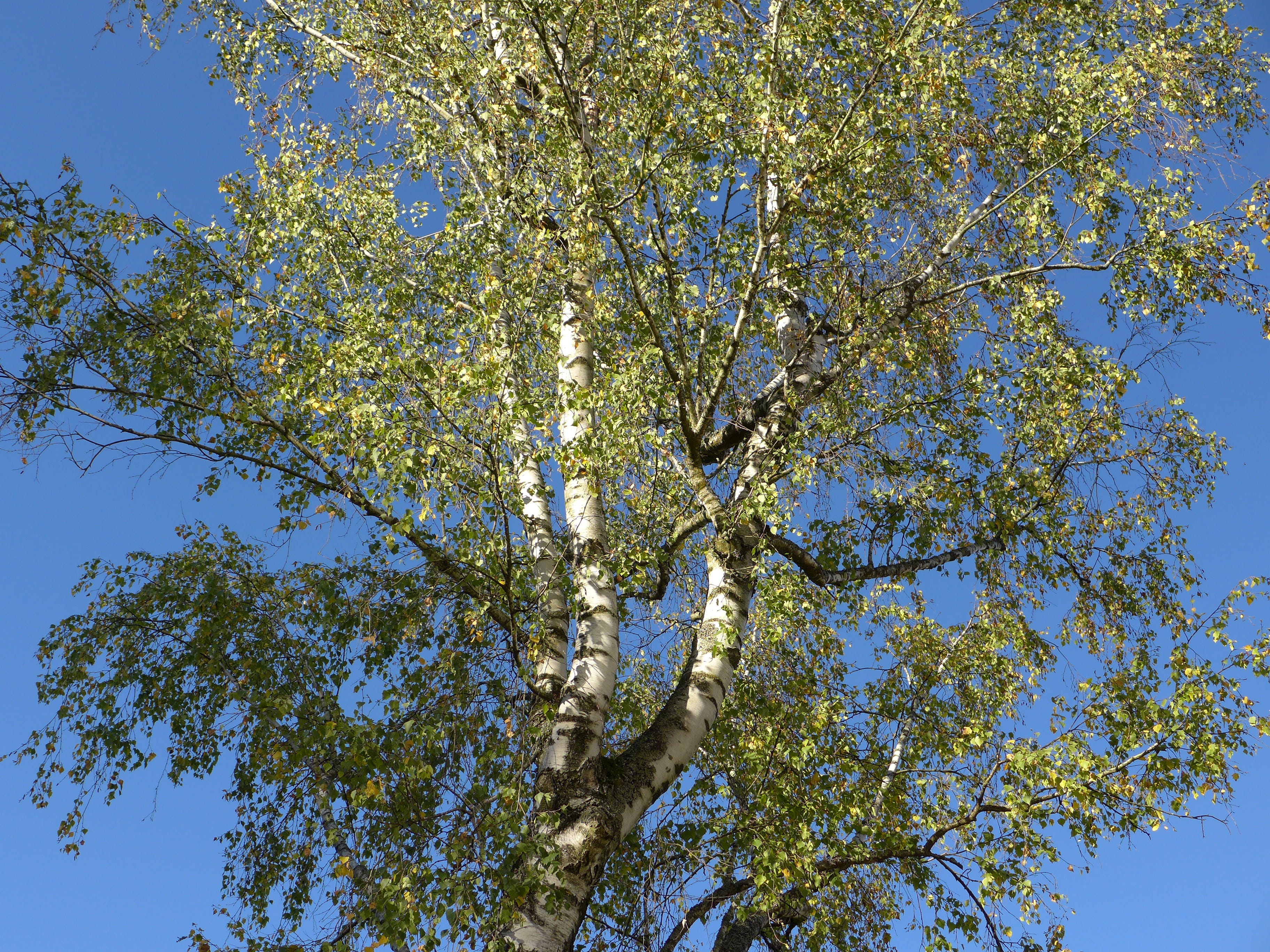 clear sky, branch, sky, bark, low angle view, Tribe, sunny, green color, Birch, 2K, outdoors, white, spring, beauty in nature, autumn, tree, day, tranquility, HD Wallpaper