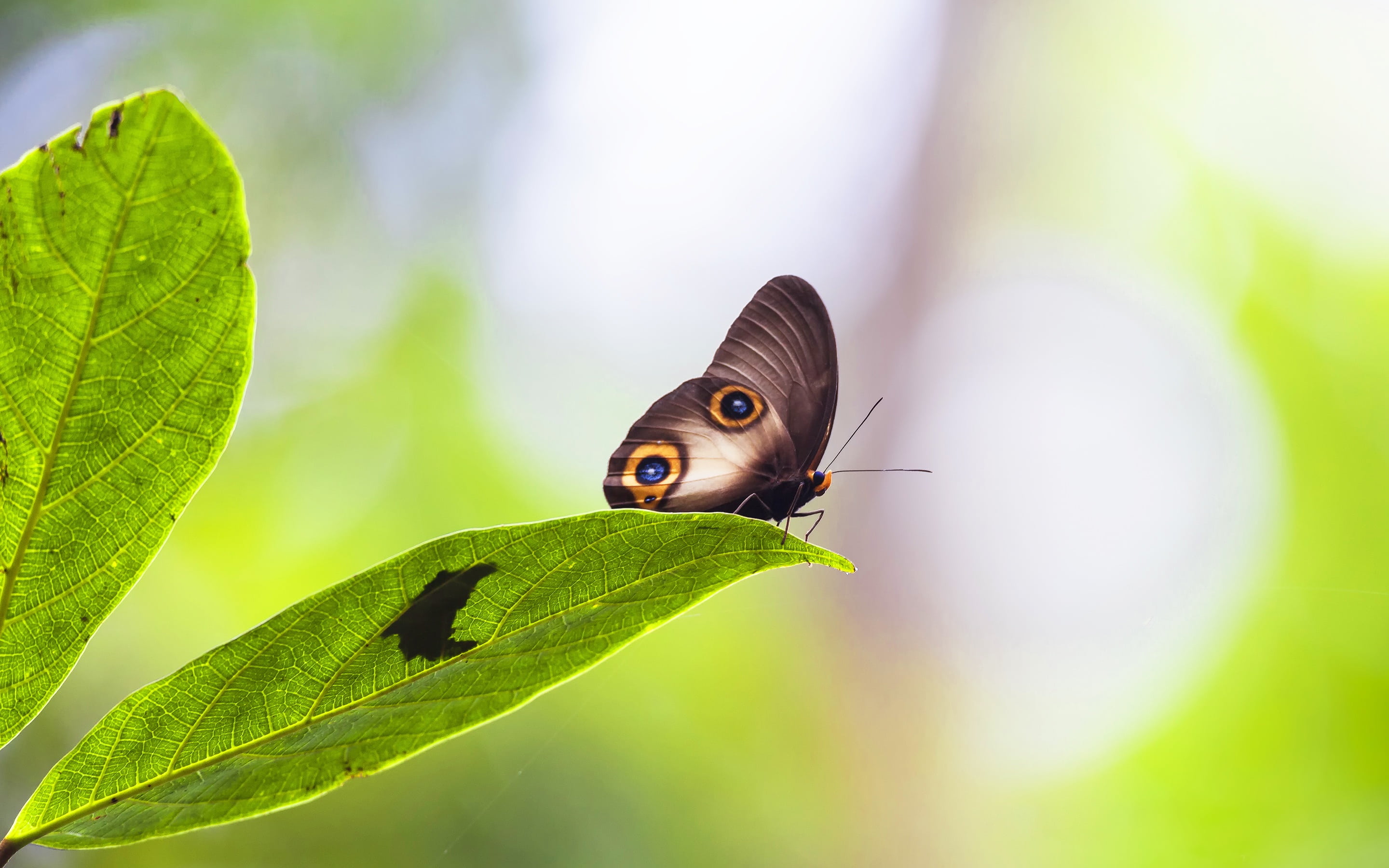 one animal, animal themes, focus on foreground, environment, animal wing, 2K, invertebrate, owl, close, no people, rainforest, plant, animal, small, animal wildlife, HD Wallpaper