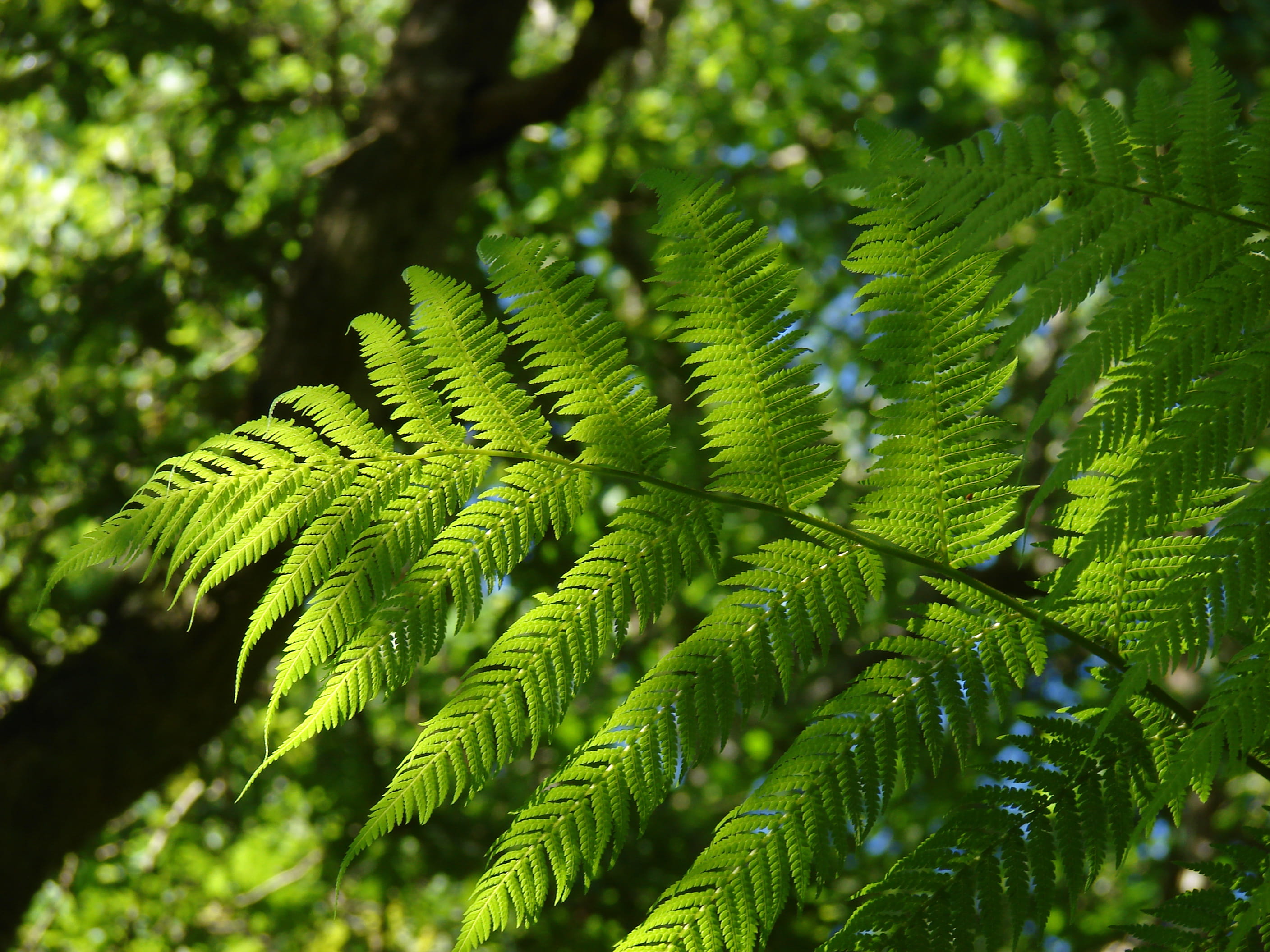 natural pattern, summer, freshness, lace, focus on foreground, redwood, text, bush, spider web, plant, close-up, vegetation, day, rainforest, tree, leaf, HD Wallpaper