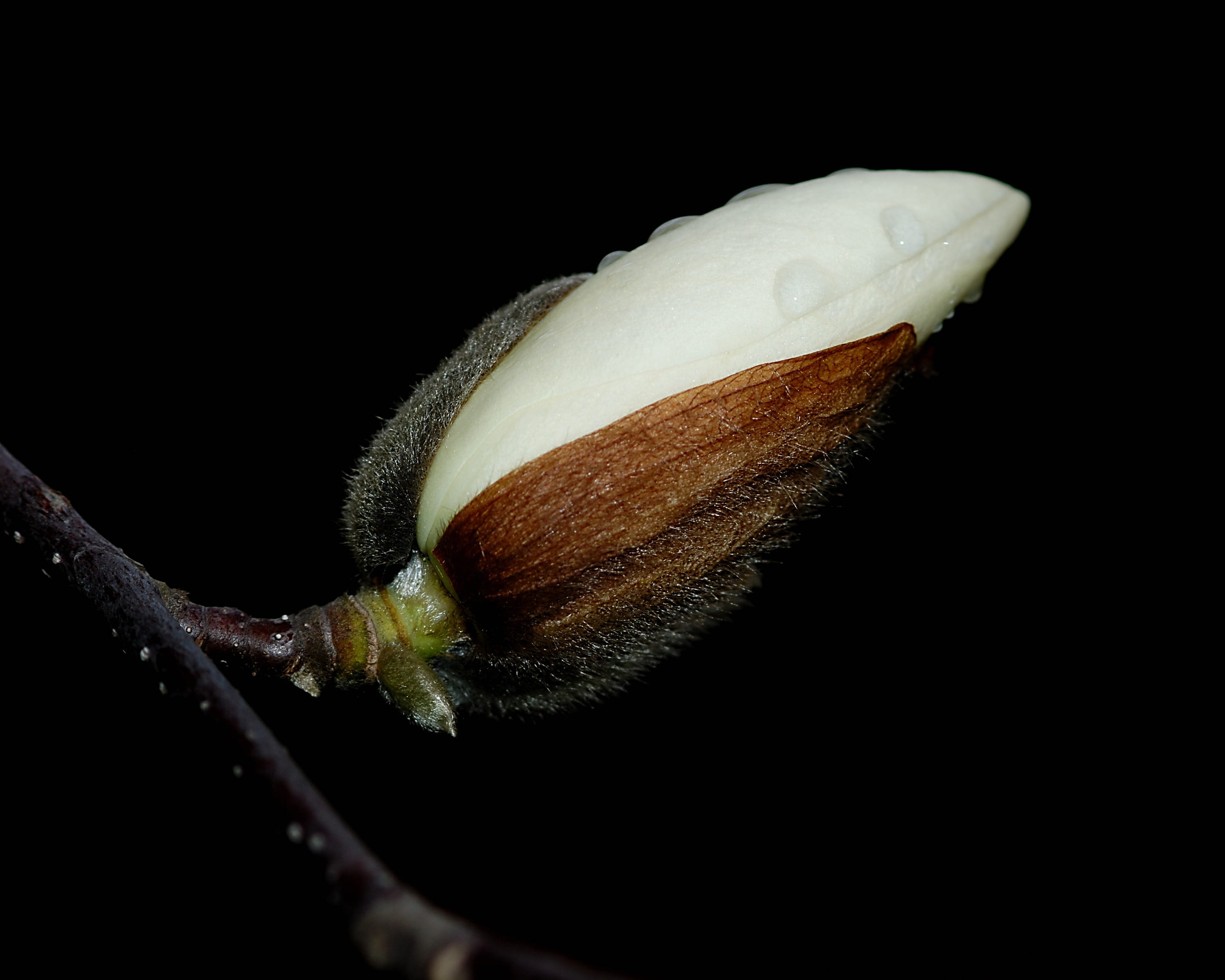 environment, blossom, nature, botany, 2K, leaf, invertebrate, close, animal, bud, studio shot, Night, vegetation, still life, fragility, copy space, Plant, HD Wallpaper