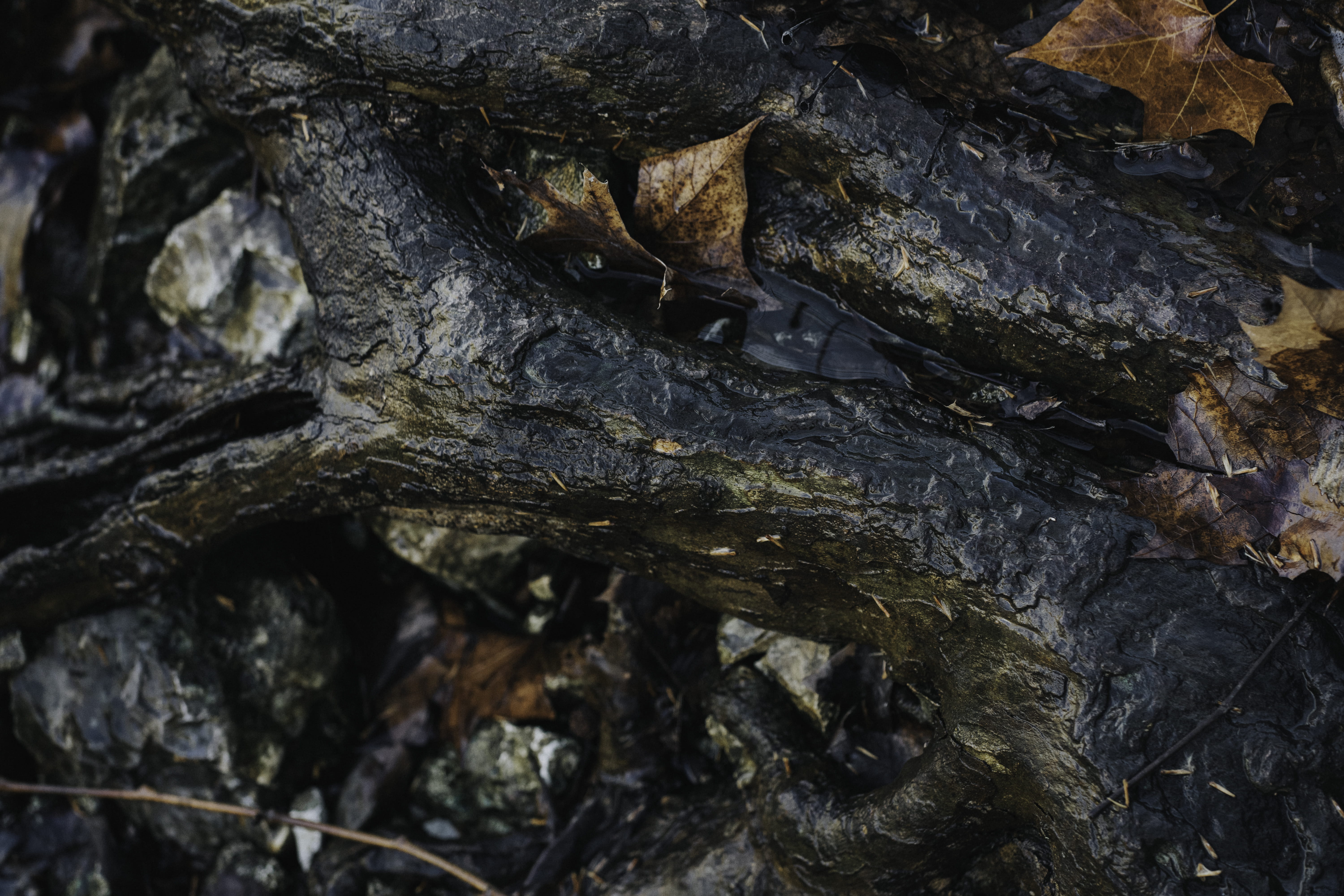 blackbird, stick, no people, close, water, brown, bird, close-up, photography, focus on foreground, backgrounds, lichen, animal wildlife, plant, leaf, growth, HD Wallpaper