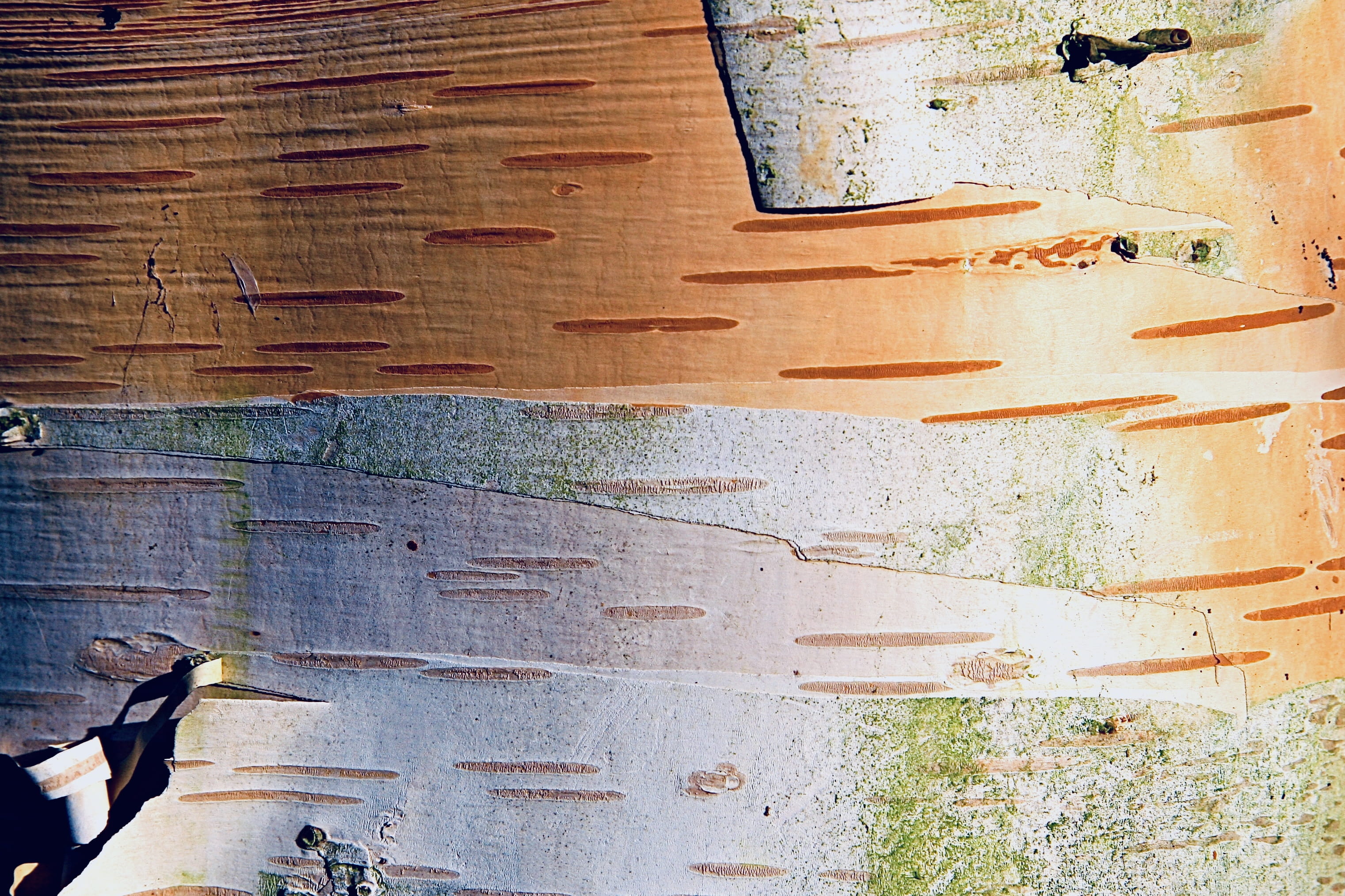bicycle, sunlight, high angle view, tree texture, transportation, wood - material, nature, weathered, mural, vehicle, wall - building feature, close-up, HD Wallpaper