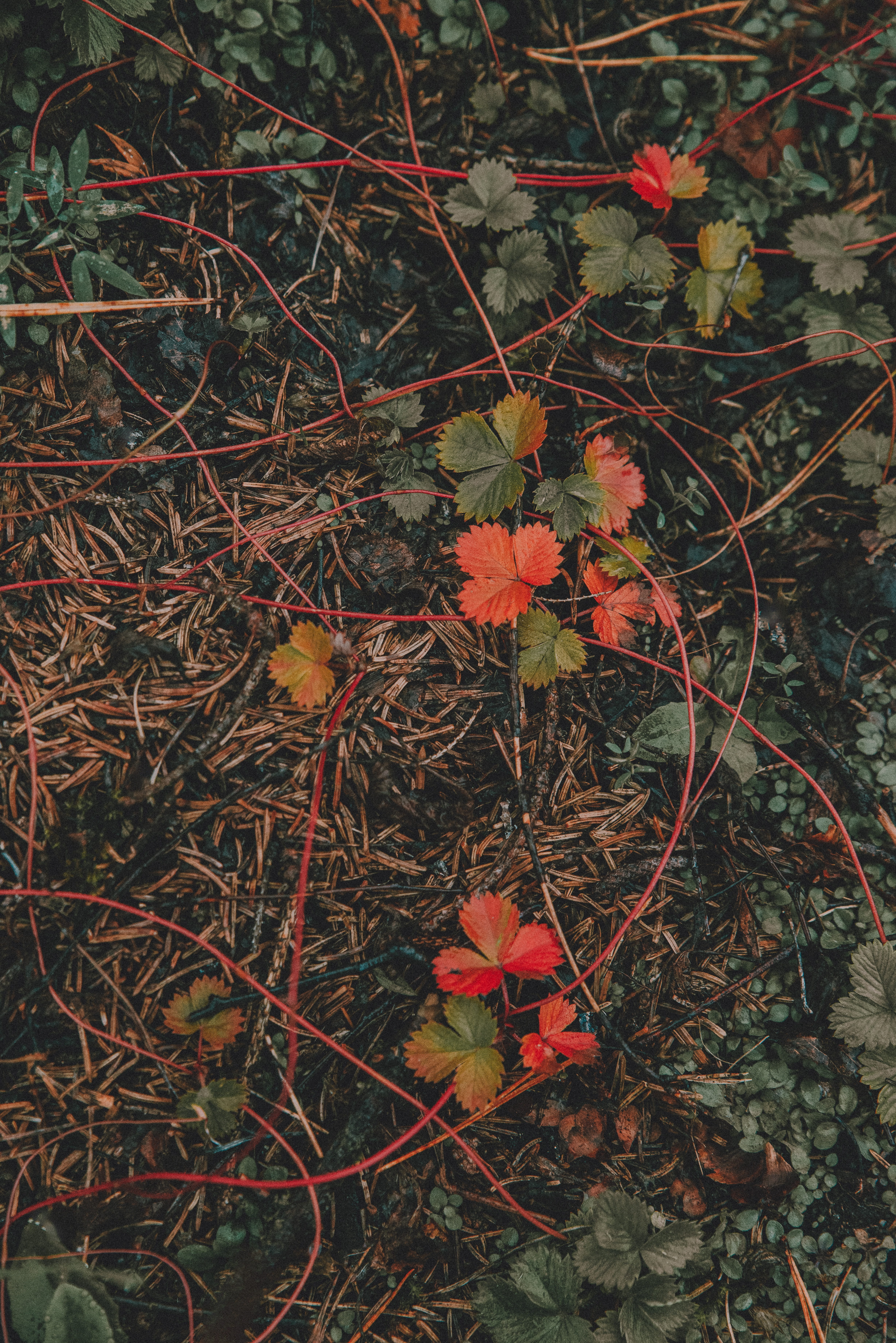 soil, swamp, no people, flax, modern art, ornament, land, blossom, flower arrangement, tapestry, water, geranium, plant part, leaf, flower, beauty in nature, Phone HD Wallpaper