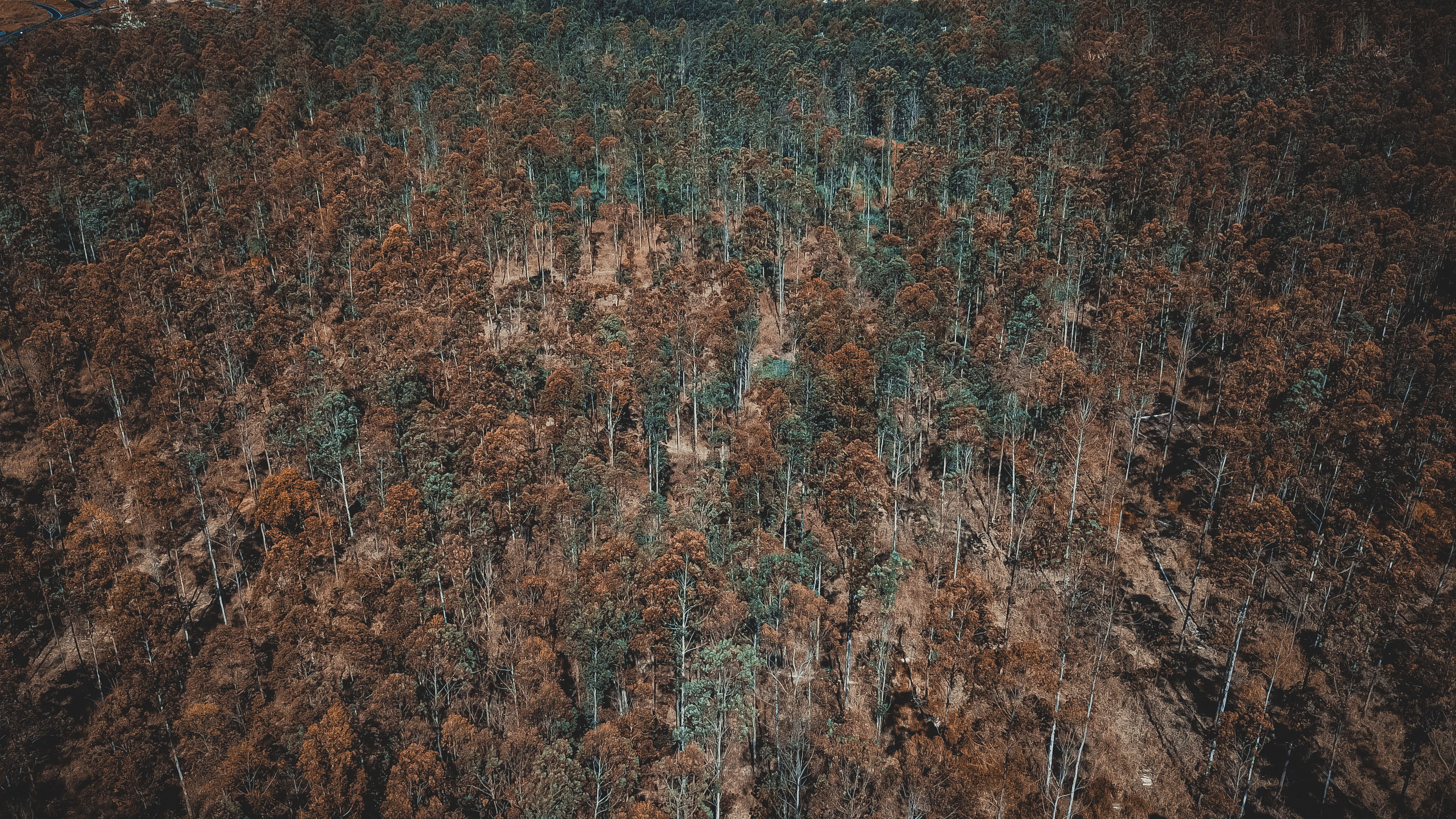 conifer, ornament, brazil, wall - building feature, r. dr. roberto abrao abujamra, texture, grass, damaged, old, aerial, textured, ourinhos, lawn, run-down, HD Wallpaper