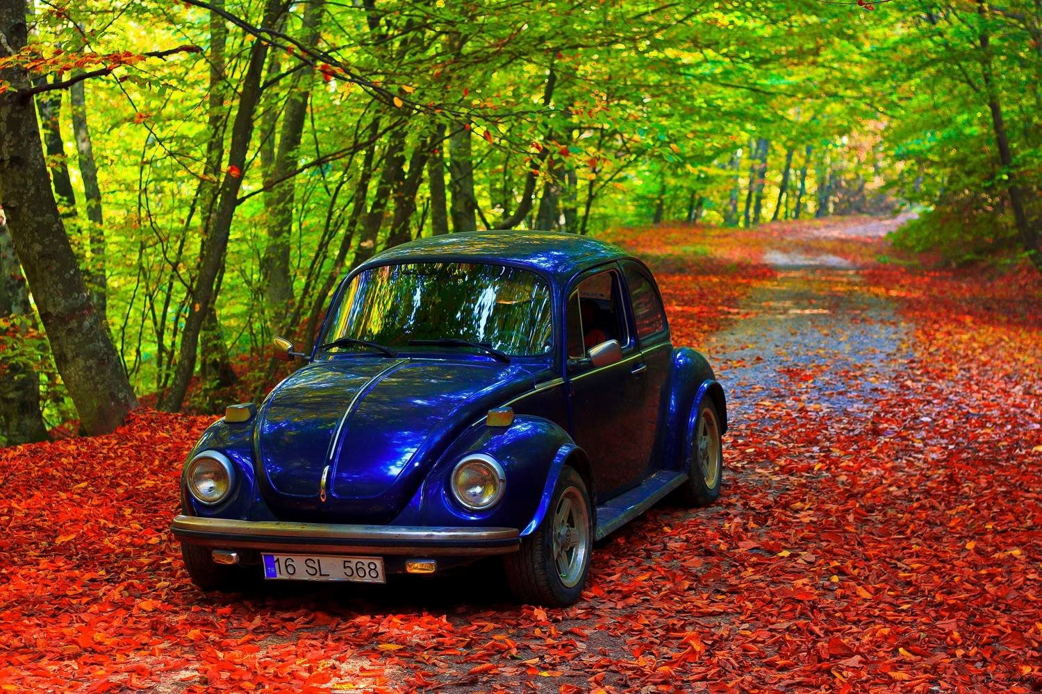 car, classic, turkey, forest, 720P, tree, bursa, landscape, HD Wallpaper