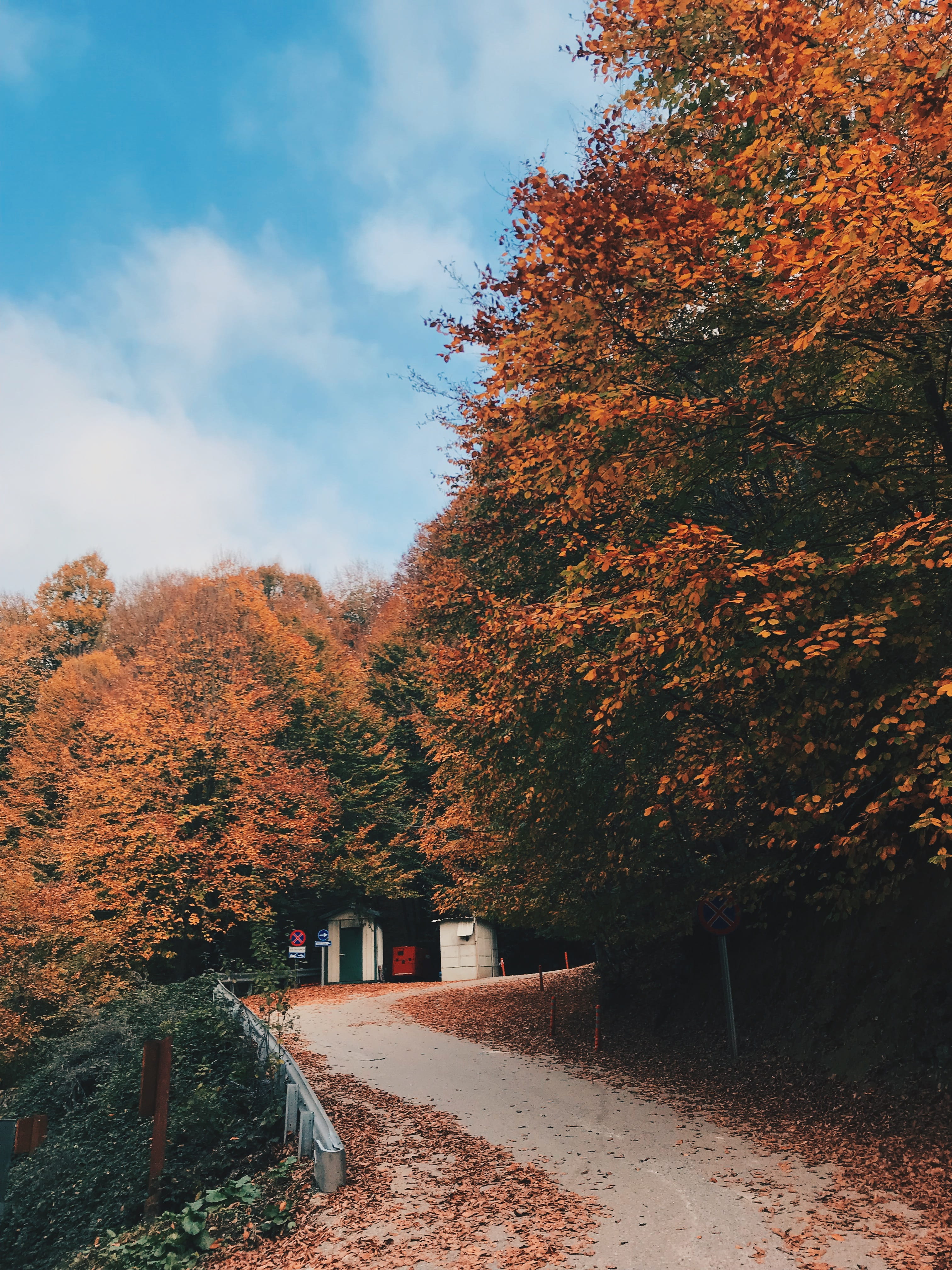 the way forward, Bursa, plant, 4K, outdoors, leaf, beauty in nature, growth, change, Forest, tranquility, orange color, day, Fall, sky, nature, autumn, Phone HD Wallpaper