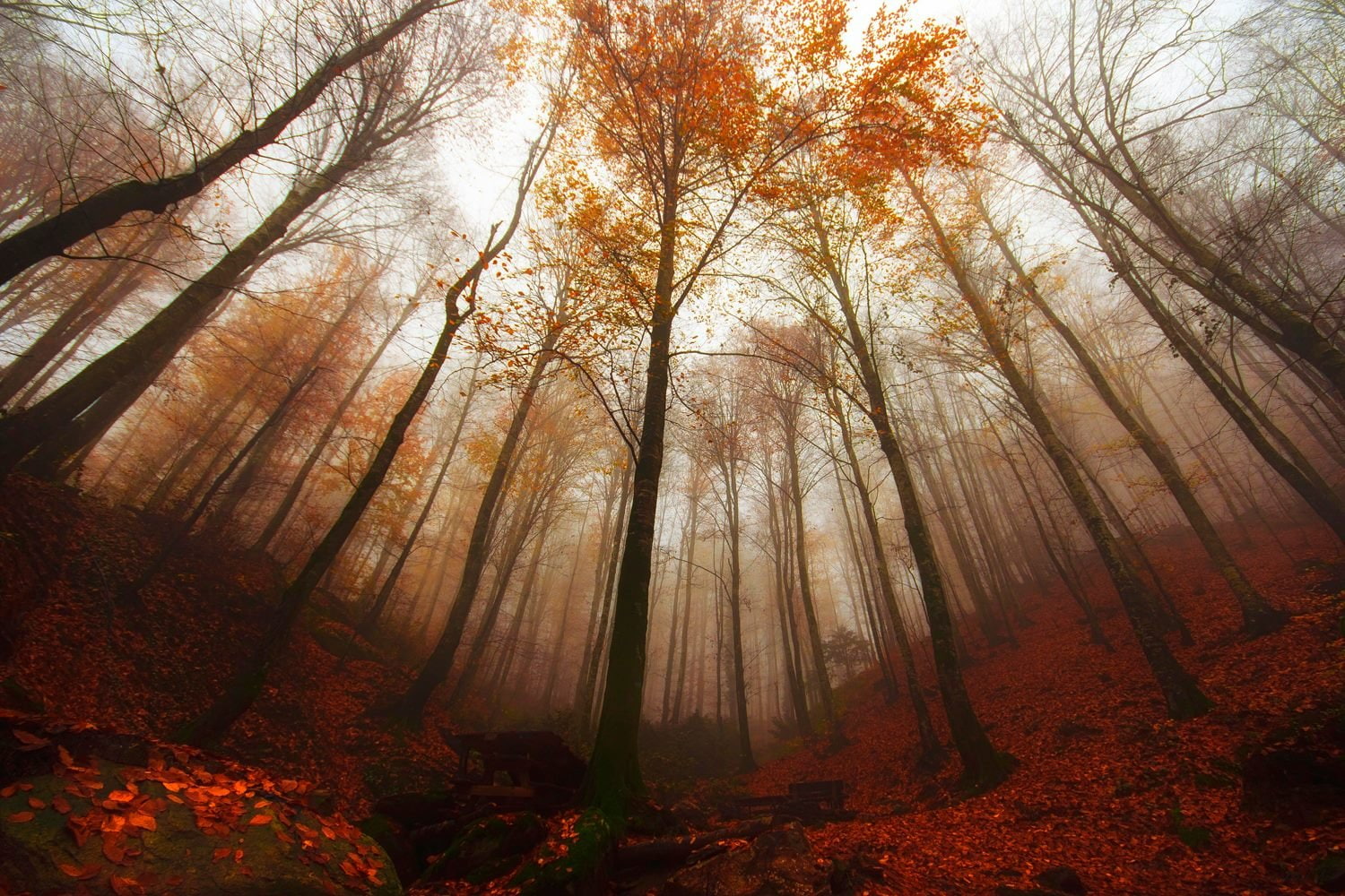 fog, forest, bursa, 720P, turkey, landscape, tree, autumn, HD Wallpaper