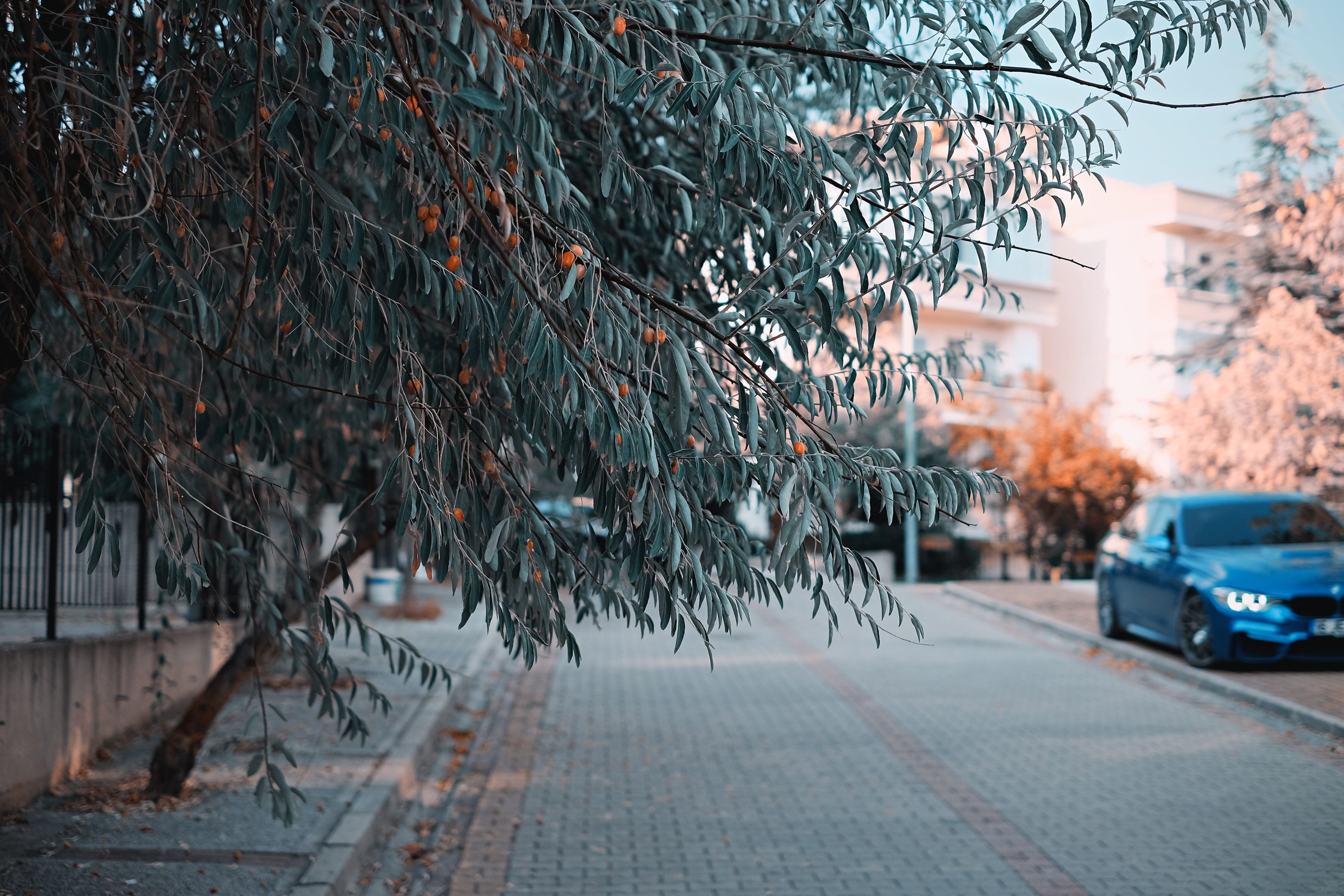 4K, architecture, snowing, calm, sidewalk, street, leaves, winter, transportation, city, ahead, road, car, snow, leafed, street scene, building exterior, HD Wallpaper