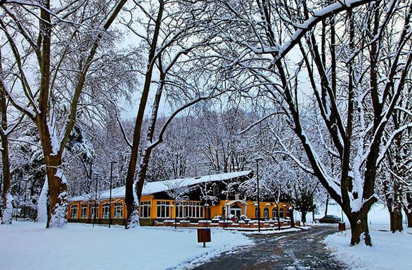 tree, winter, forest, turkey, snow, 720P, bursa, HD Wallpaper